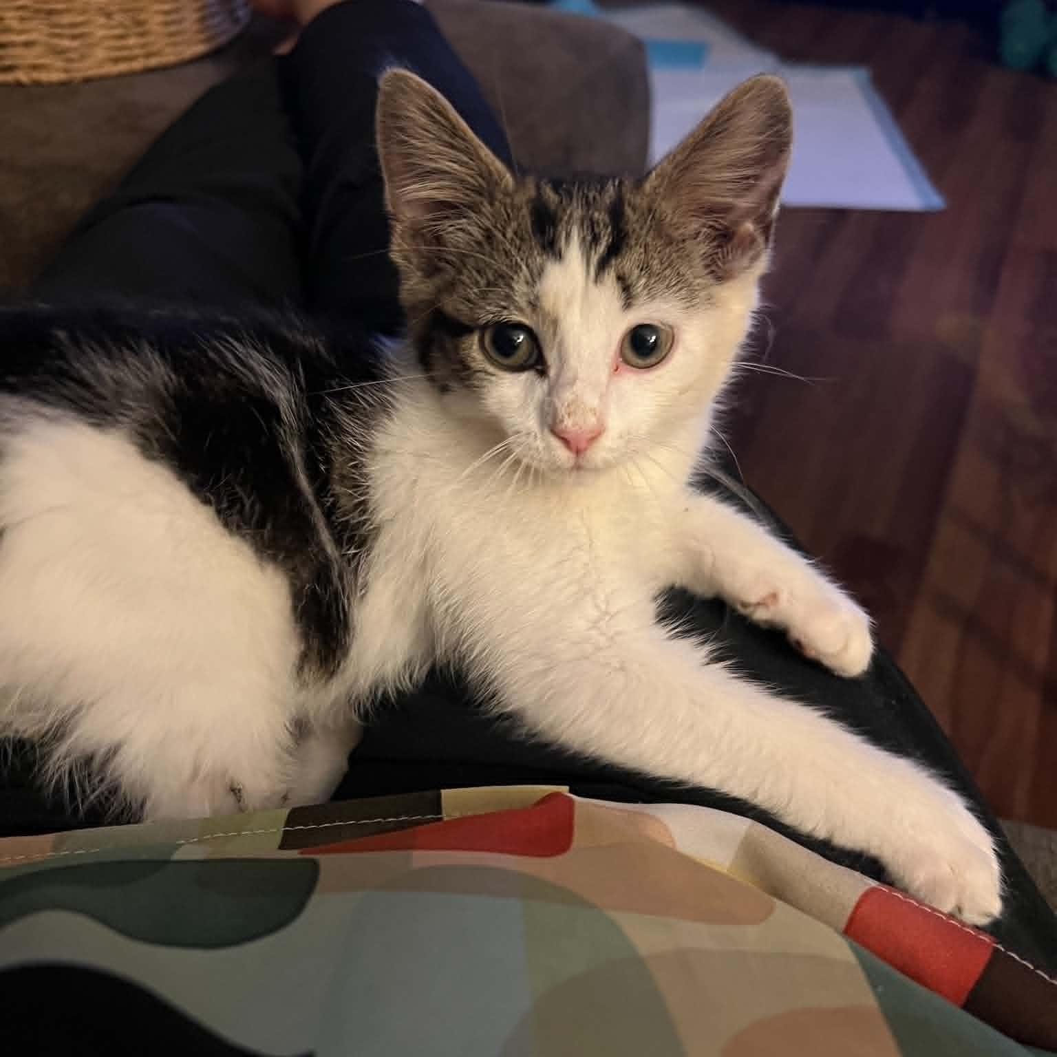 Oscar, ADOPTABLE, Kitten Male Domestic Short Hair.