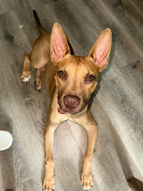 Enlarge Ben, a Adoptable mixed breed in Commerce City, CO image 3/6