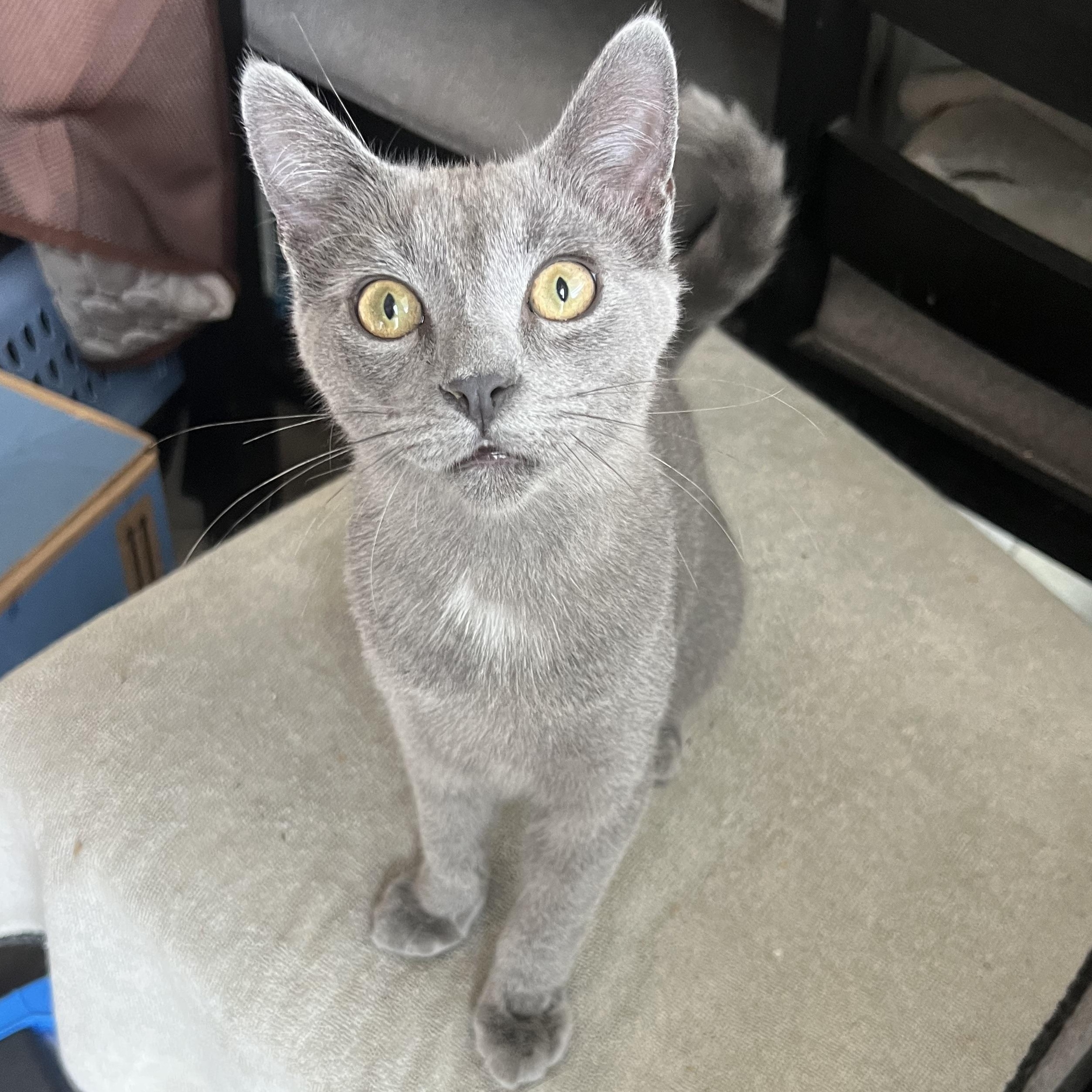 Linda’s Boy Russian Blue Cat