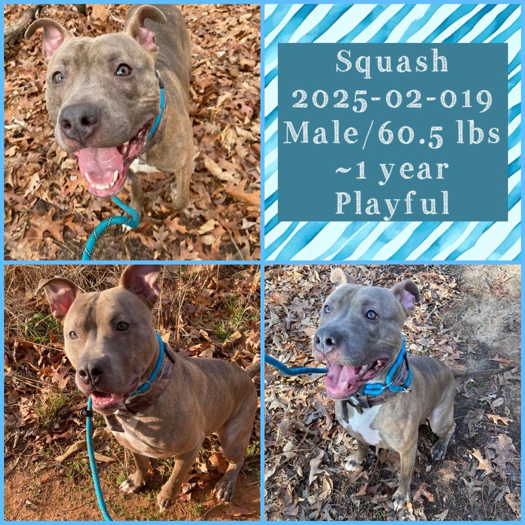 2025-02-019 *Squash*, Adoptable, Young Male Pit Bull Terrier.