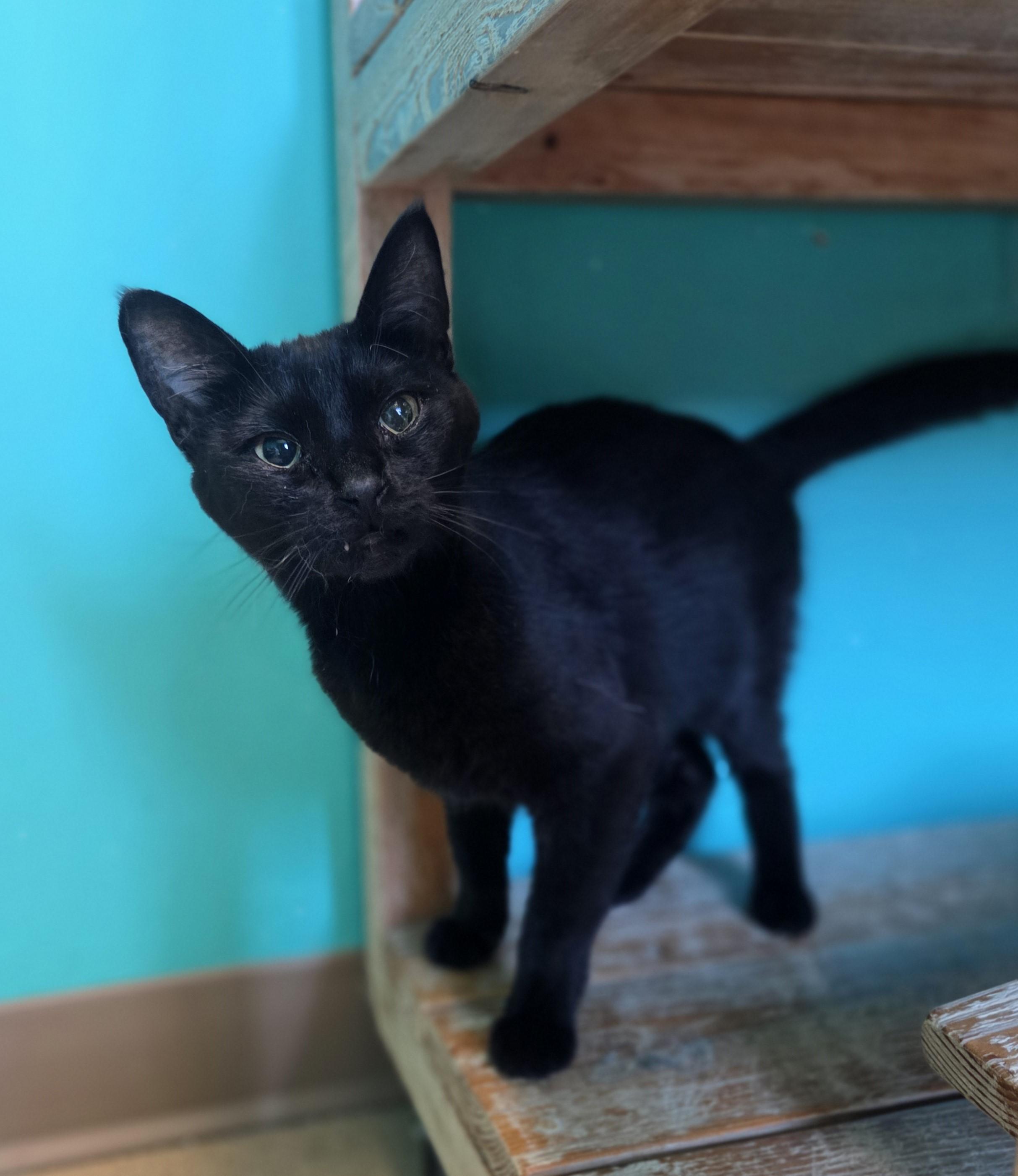 Enlarge Zipper, a ADOPTABLE Domestic Short Hair in Brookings, SD image 1/1