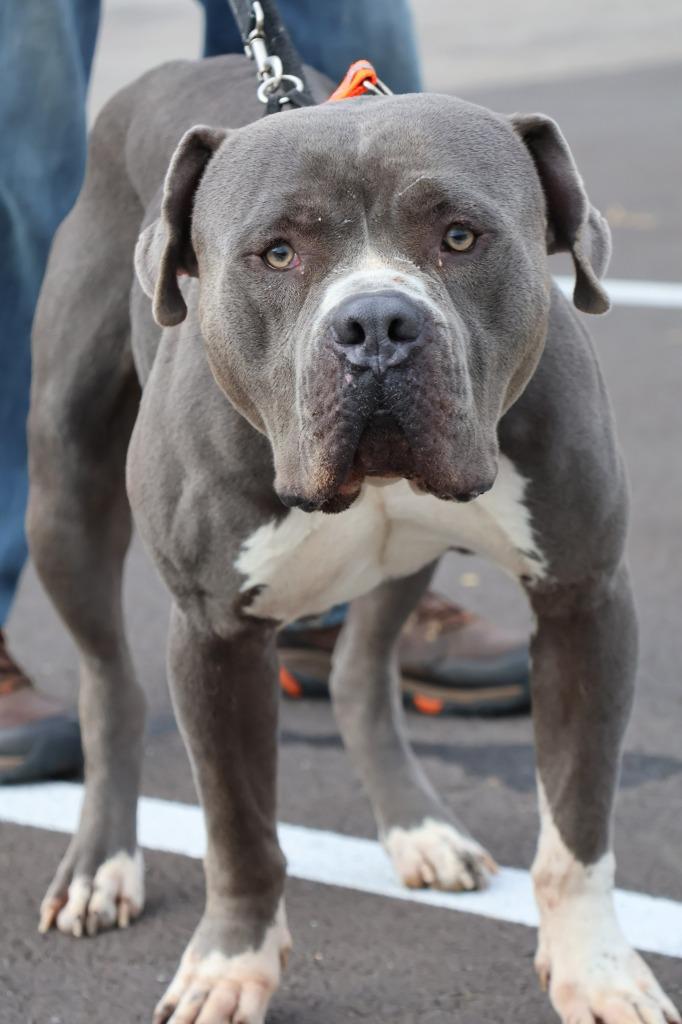 Rhino, Adoptable, Adult Male Mixed Breed.