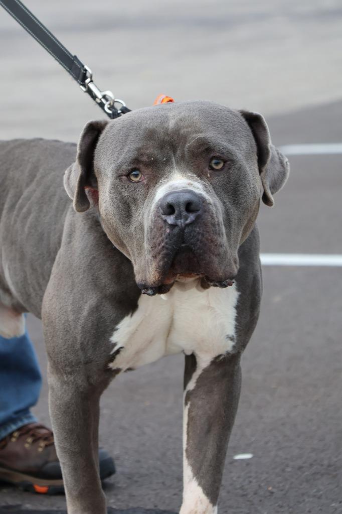Enlarge Rhino, a Adoptable mixed breed in Columbia, TN image 2/3