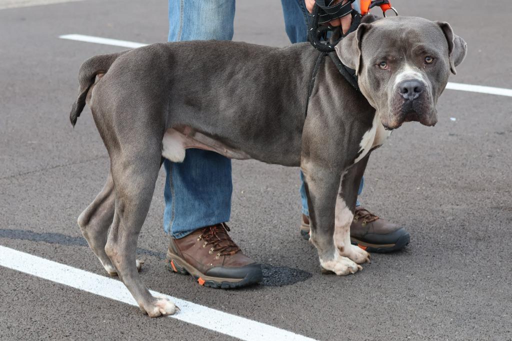 Enlarge Rhino, a Adoptable mixed breed in Columbia, TN image 3/3