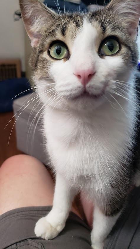 Enlarge Colin, a Adoptable Domestic Short Hair in Highland, IN image 1/4