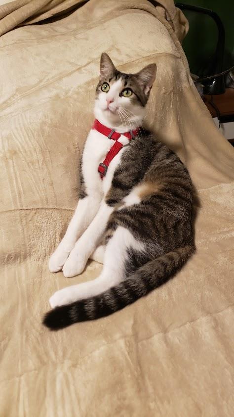 Enlarge Colin, a Adoptable Domestic Short Hair in Highland, IN image 2/4