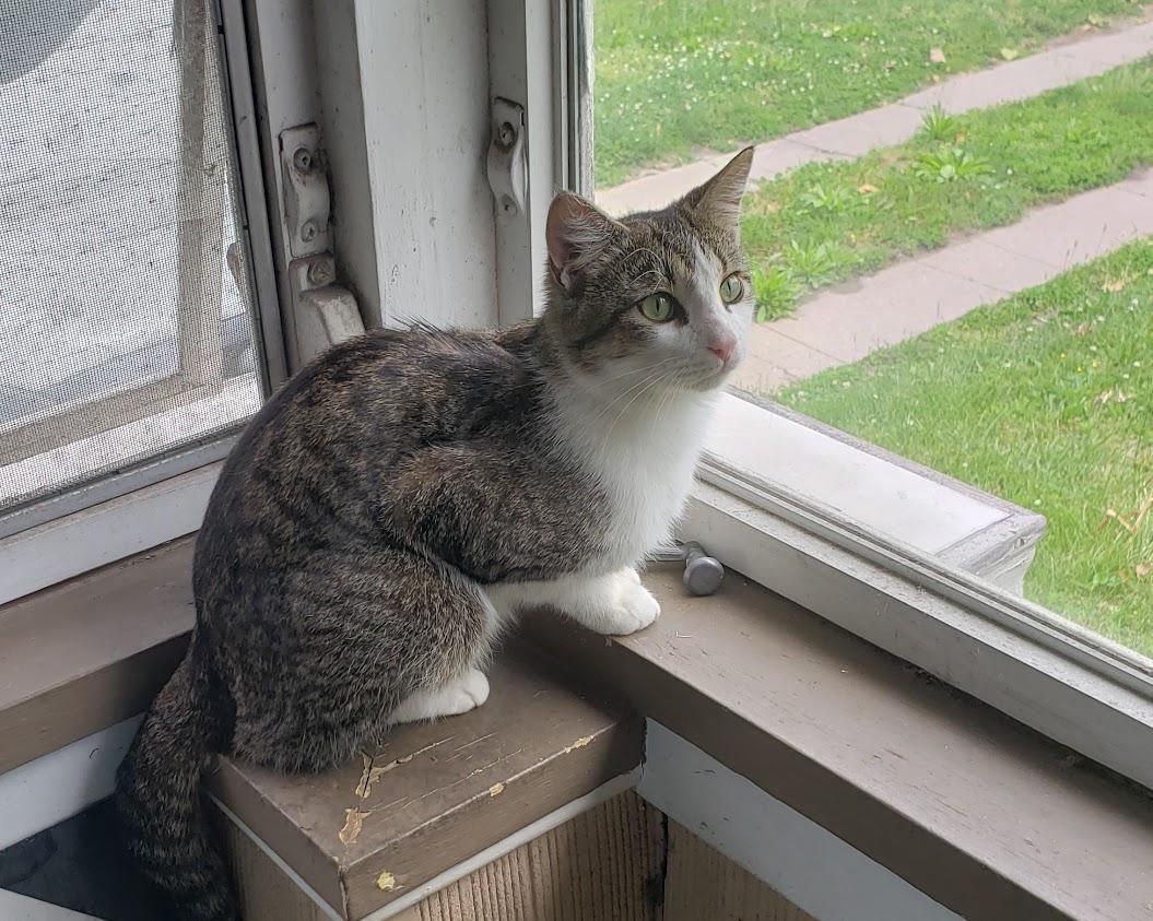 Enlarge Colin, a Adoptable Domestic Short Hair in Highland, IN image 3/4