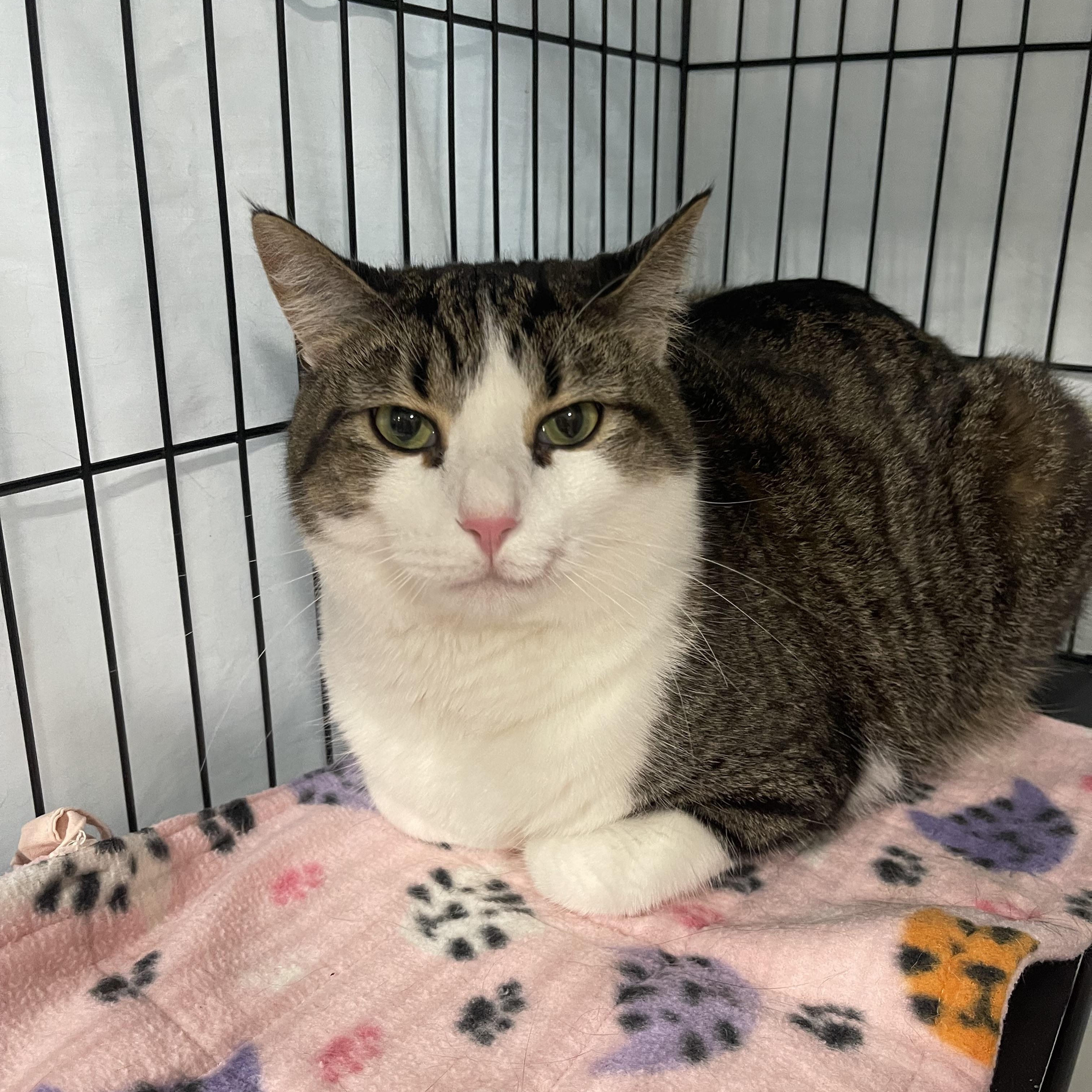 Colin, a Adoptable Domestic Short Hair in Highland, IN image 3/3