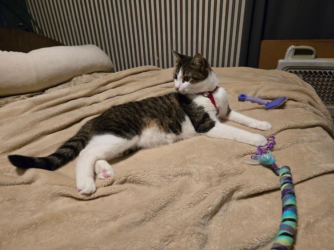 Enlarge Colin, a Adoptable Domestic Short Hair in Highland, IN image 4/4