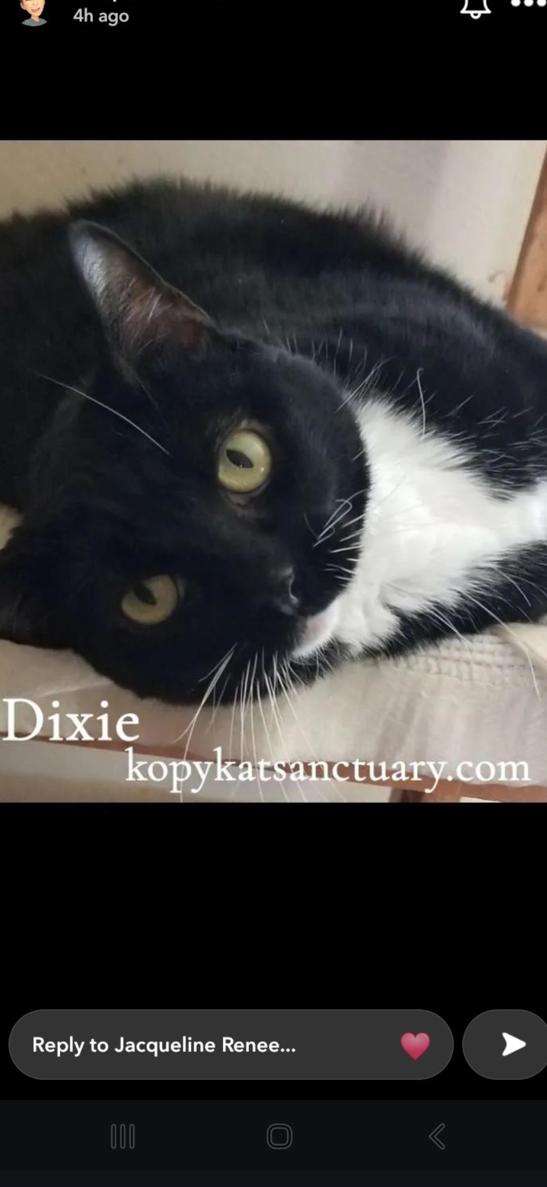 Enlarge Dixie Chick, an adopted Domestic Short Hair in Delmont, PA image 2/2