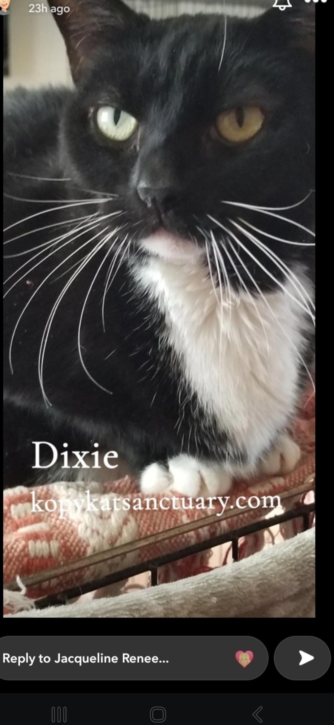 Dixie Chick, adopted, Adult Female Domestic Short Hair.