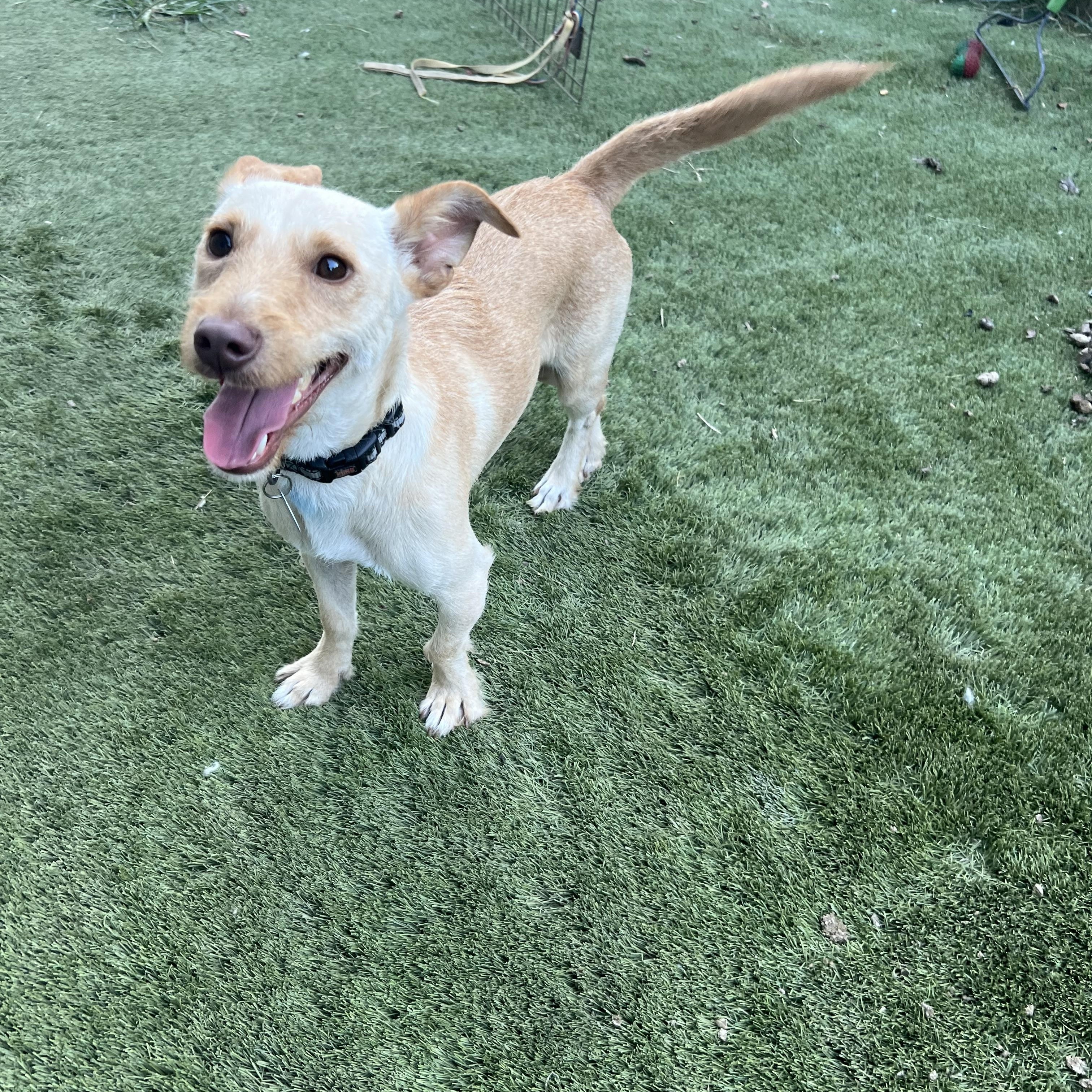 Joey, a Adoptable mixed breed in Alexandria, VA image 6/6