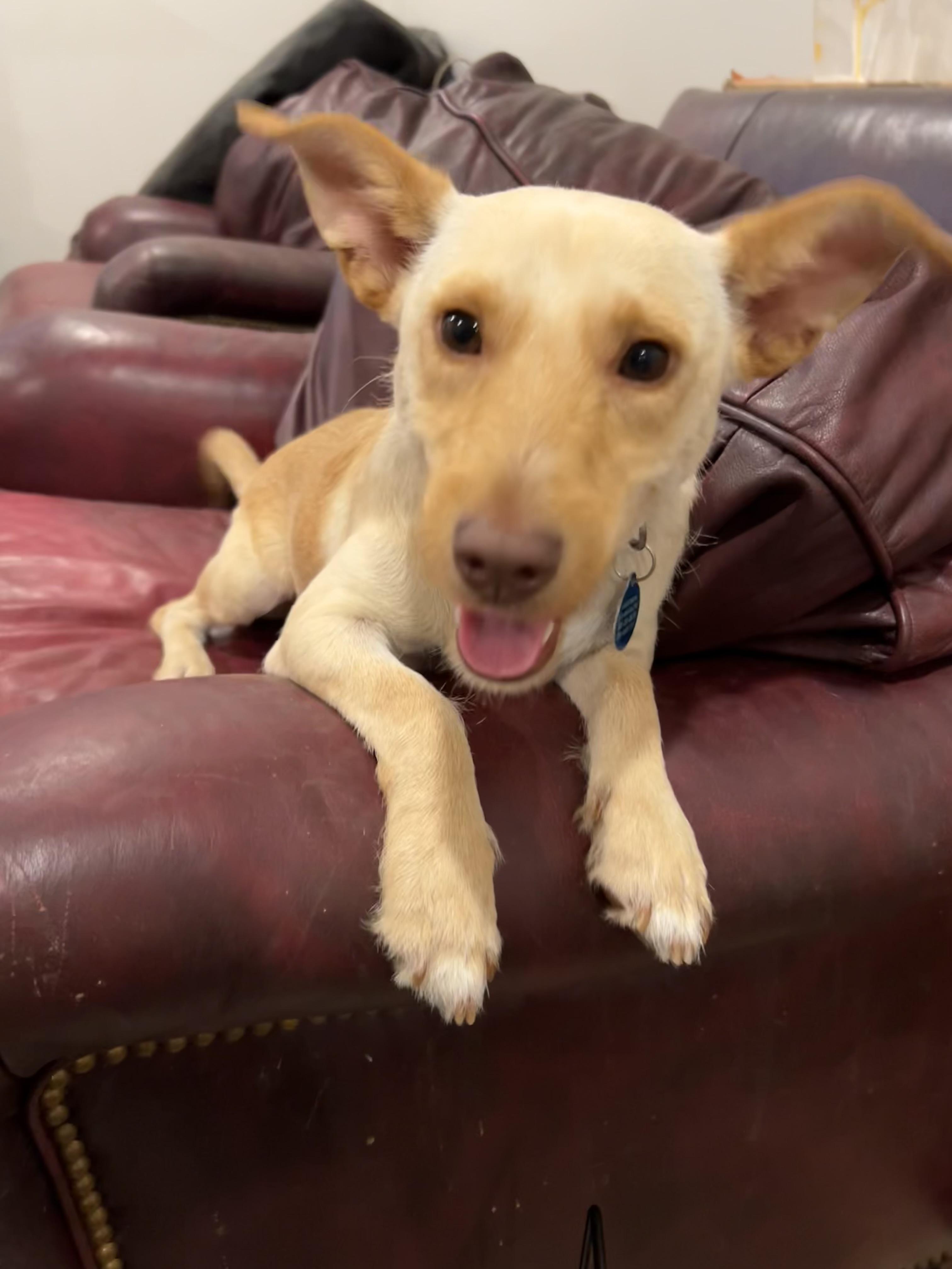 Joey, a Adoptable mixed breed in Alexandria, VA image 2/6