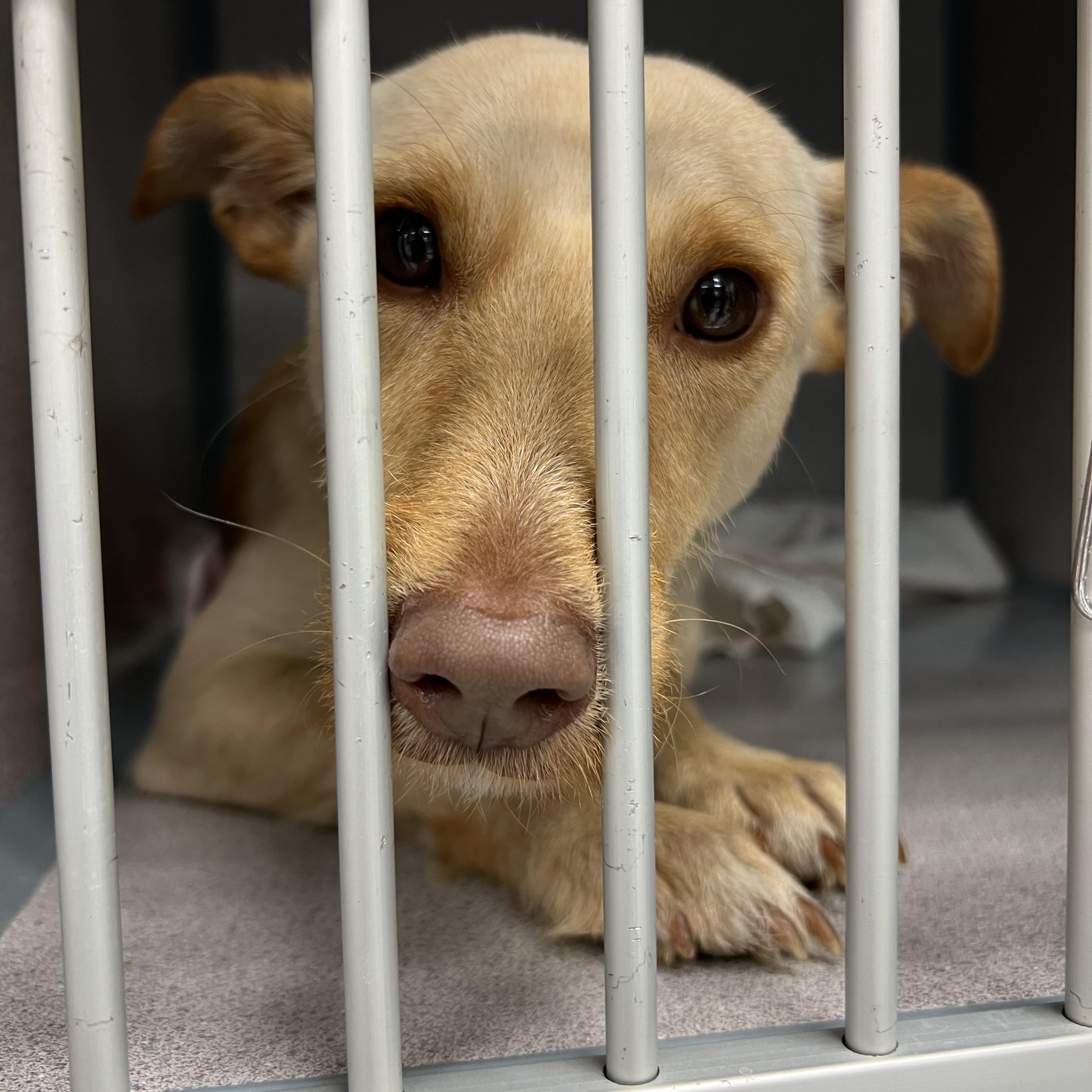 Joey, a Adoptable mixed breed in Alexandria, VA image 5/6