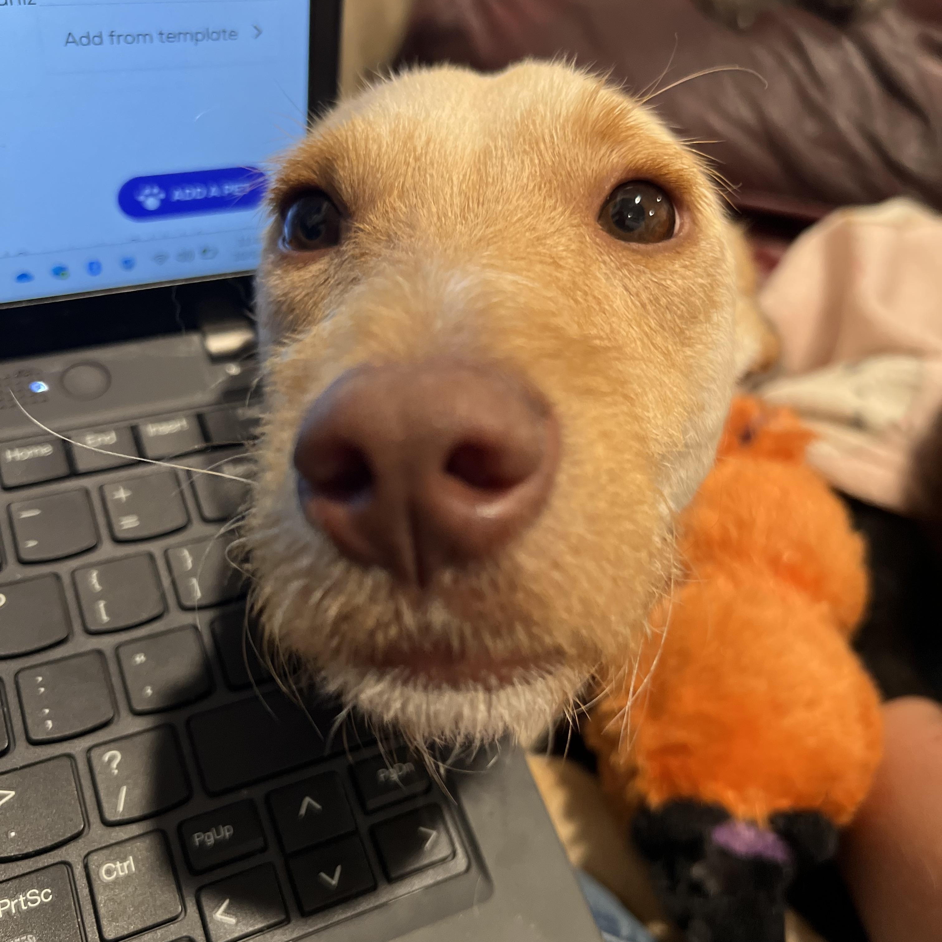 Joey, a Adoptable mixed breed in Alexandria, VA image 3/6