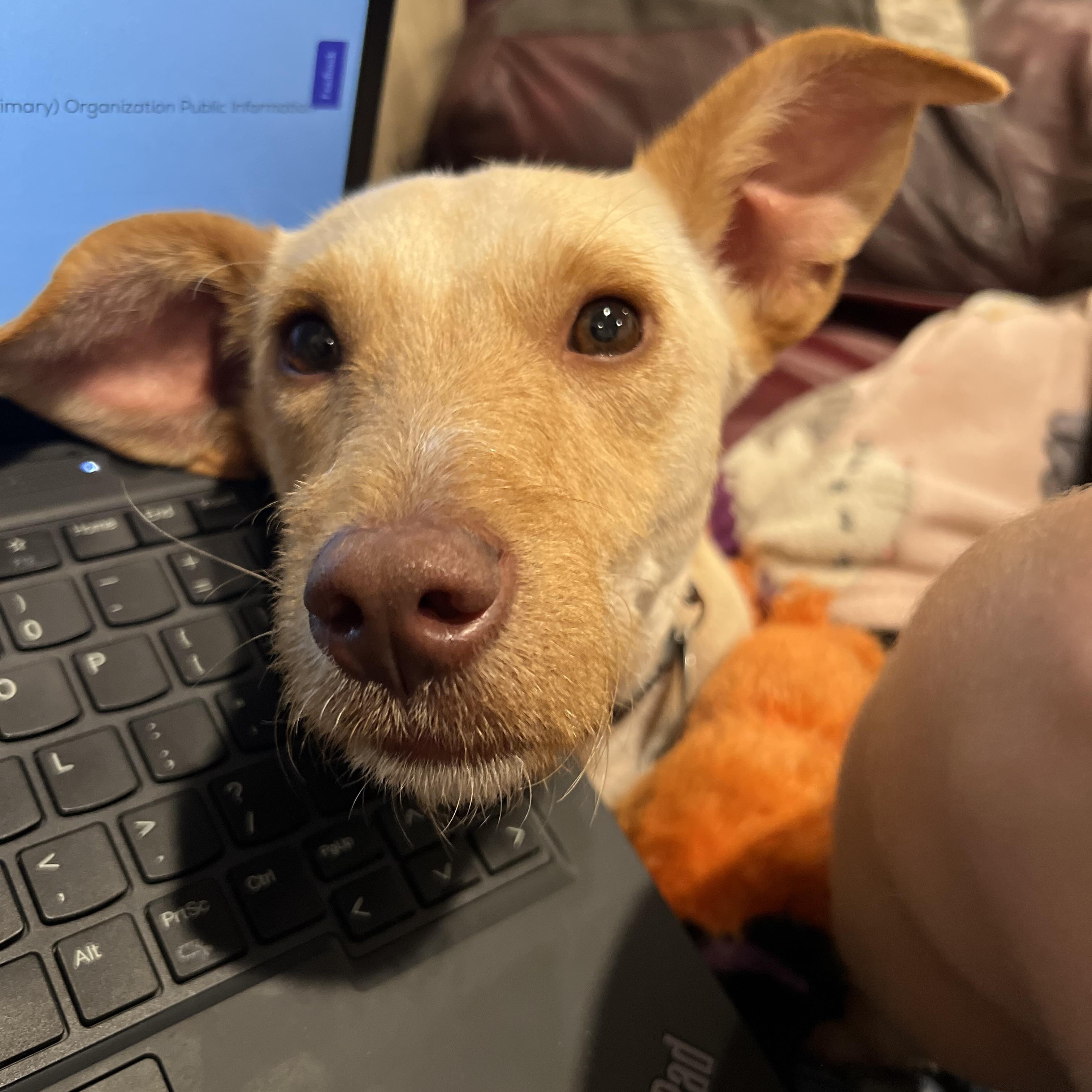 Joey, Adoptable, Adult Male Wirehaired Dachshund & Mixed Breed.