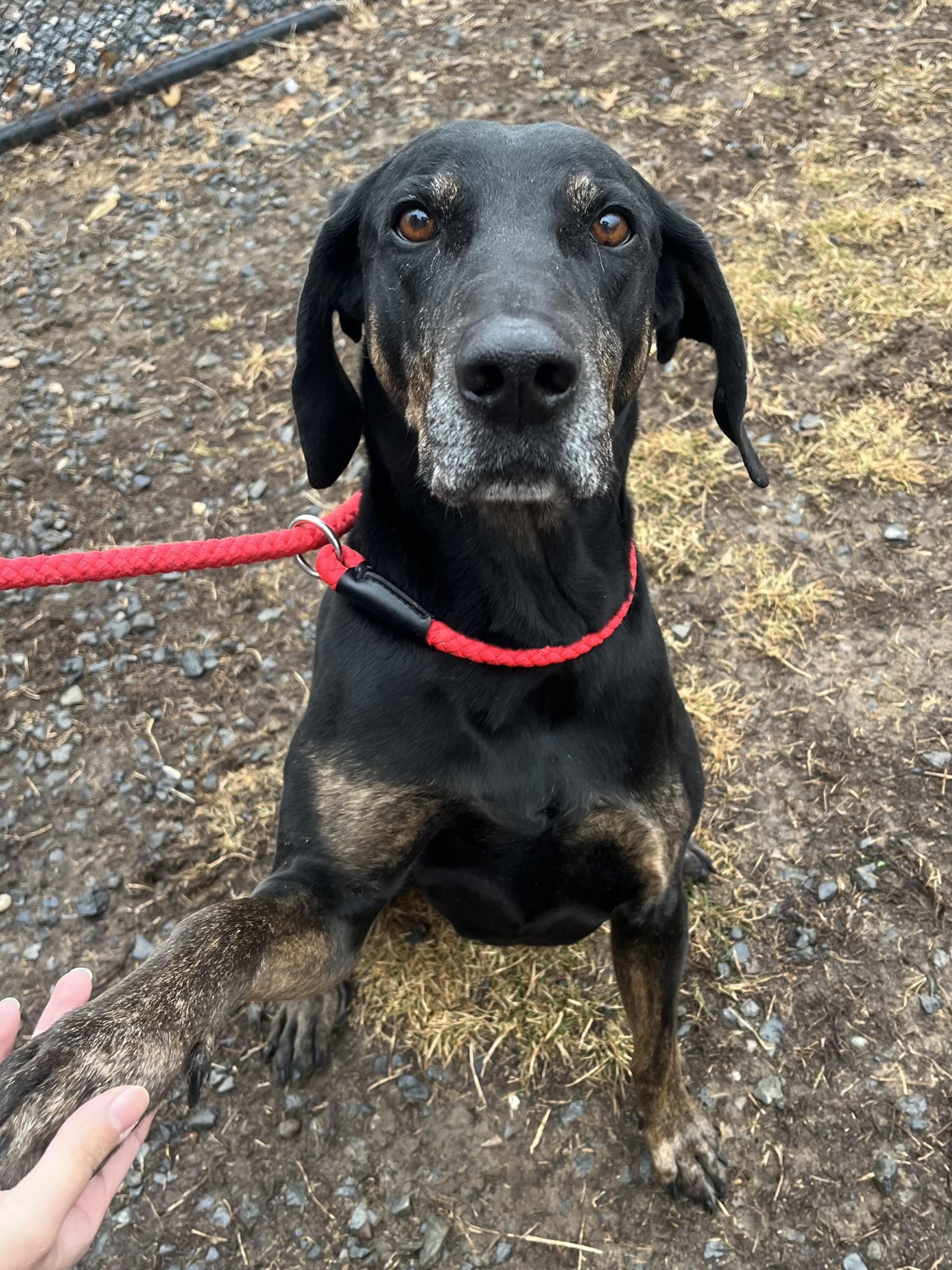 Enlarge Rowdy, a Adoptable mixed breed in Winchester, VA image 2/5