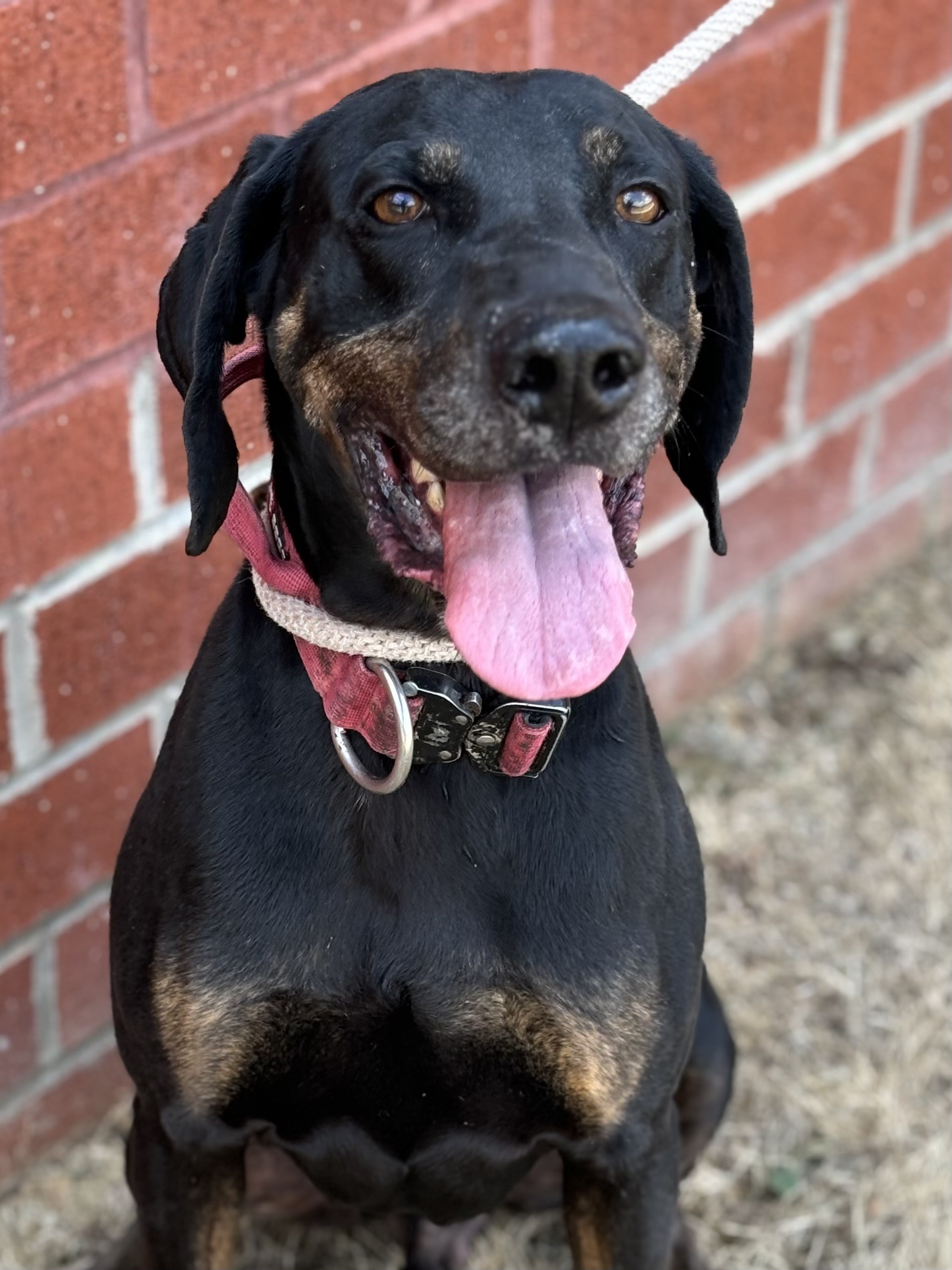 Enlarge Rowdy, a Adoptable mixed breed in Winchester, VA image 1/2