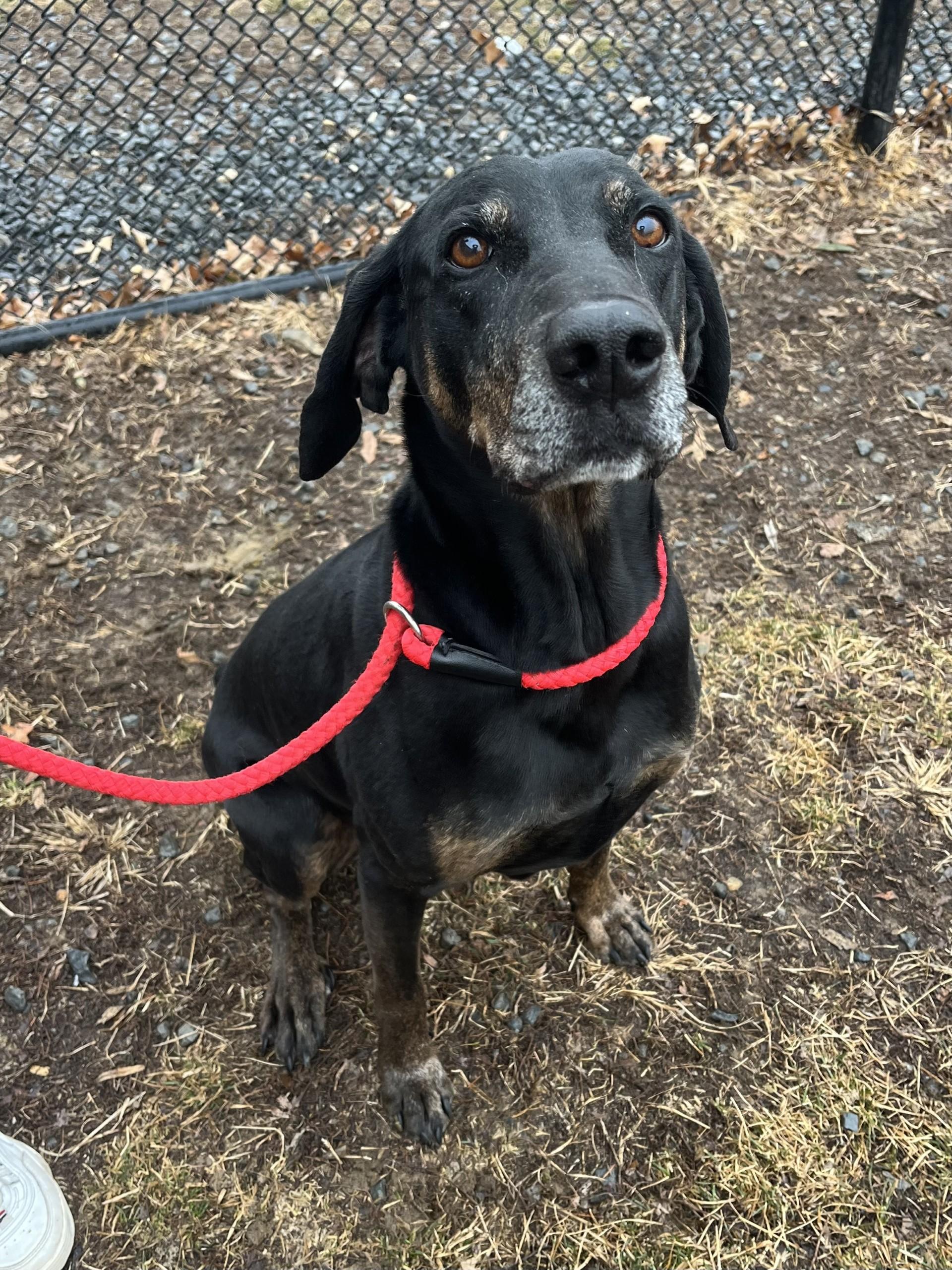 Enlarge Rowdy, a Adoptable mixed breed in Winchester, VA image 1/5