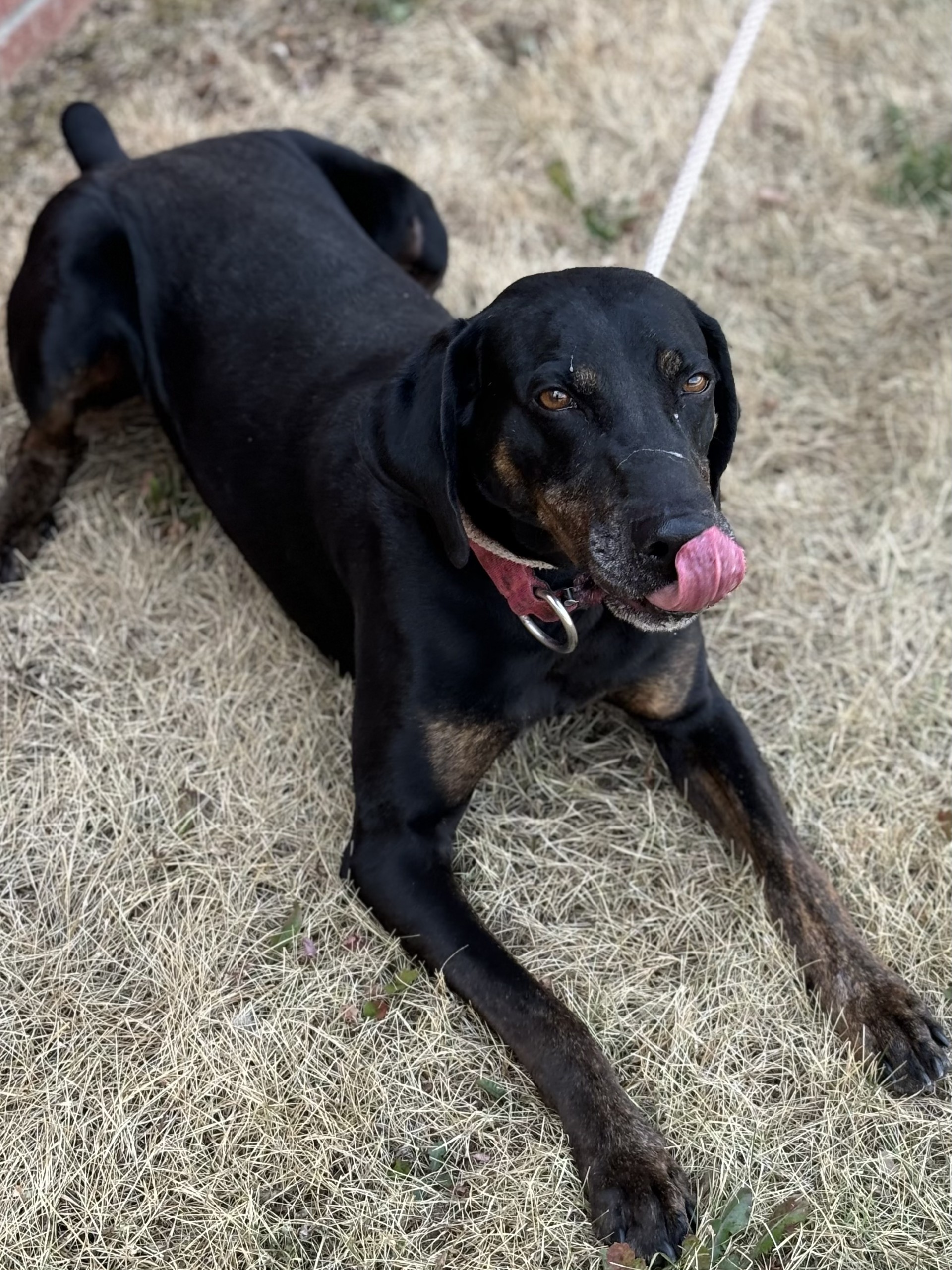 Enlarge Rowdy, a Adoptable mixed breed in Winchester, VA image 2/2