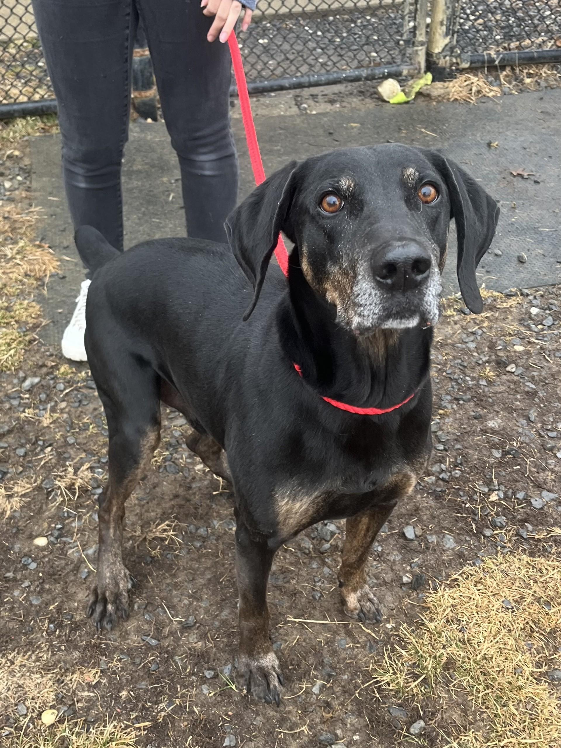 Enlarge Rowdy, a Adoptable mixed breed in Winchester, VA image 3/5