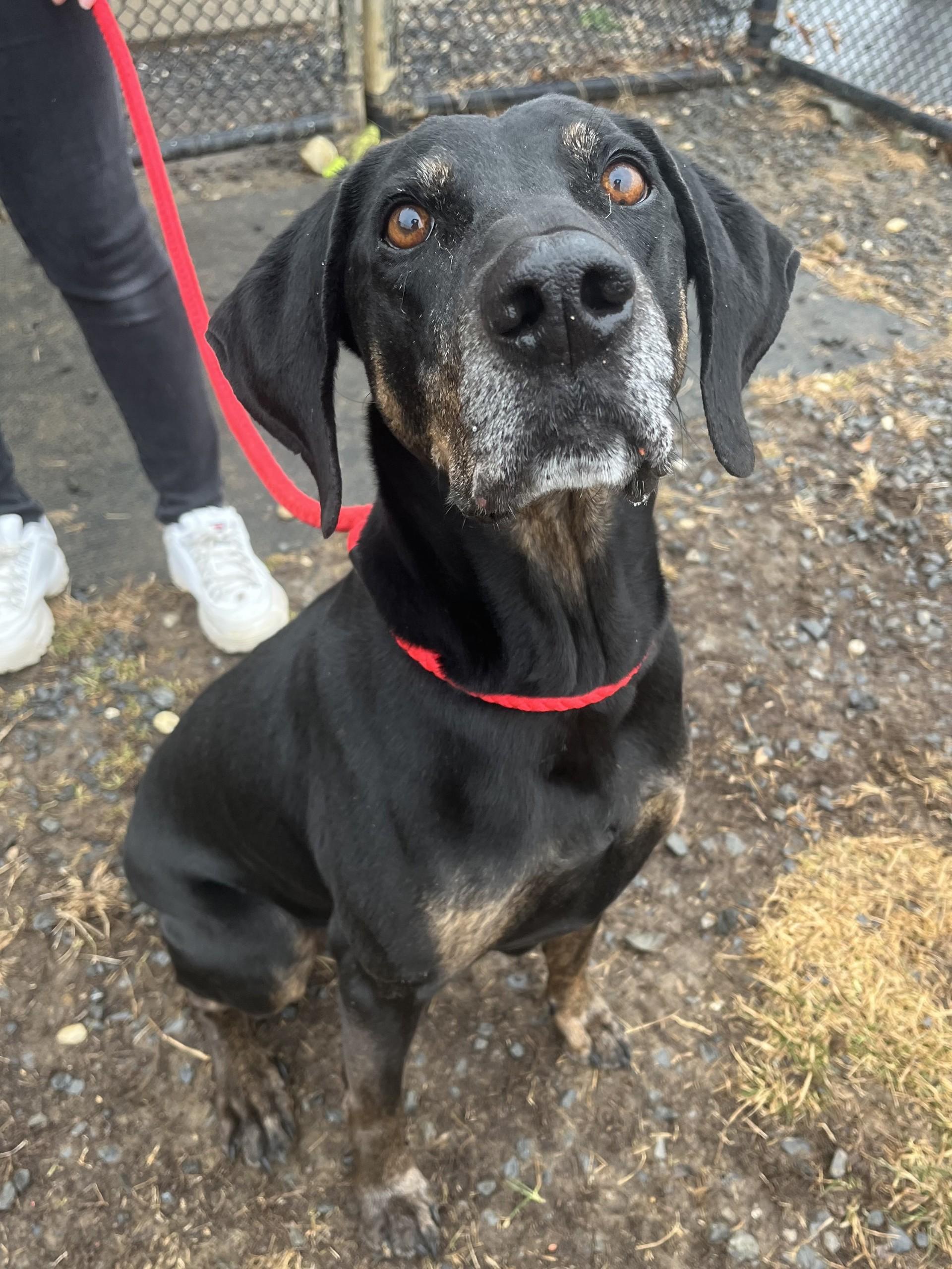 Enlarge Rowdy, a Adoptable mixed breed in Winchester, VA image 5/5