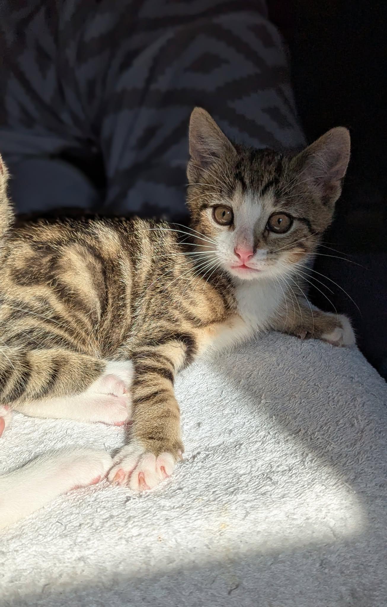 Enlarge Cosmo, a ADOPTABLE Domestic Short Hair in Rochester, NY image 1/5