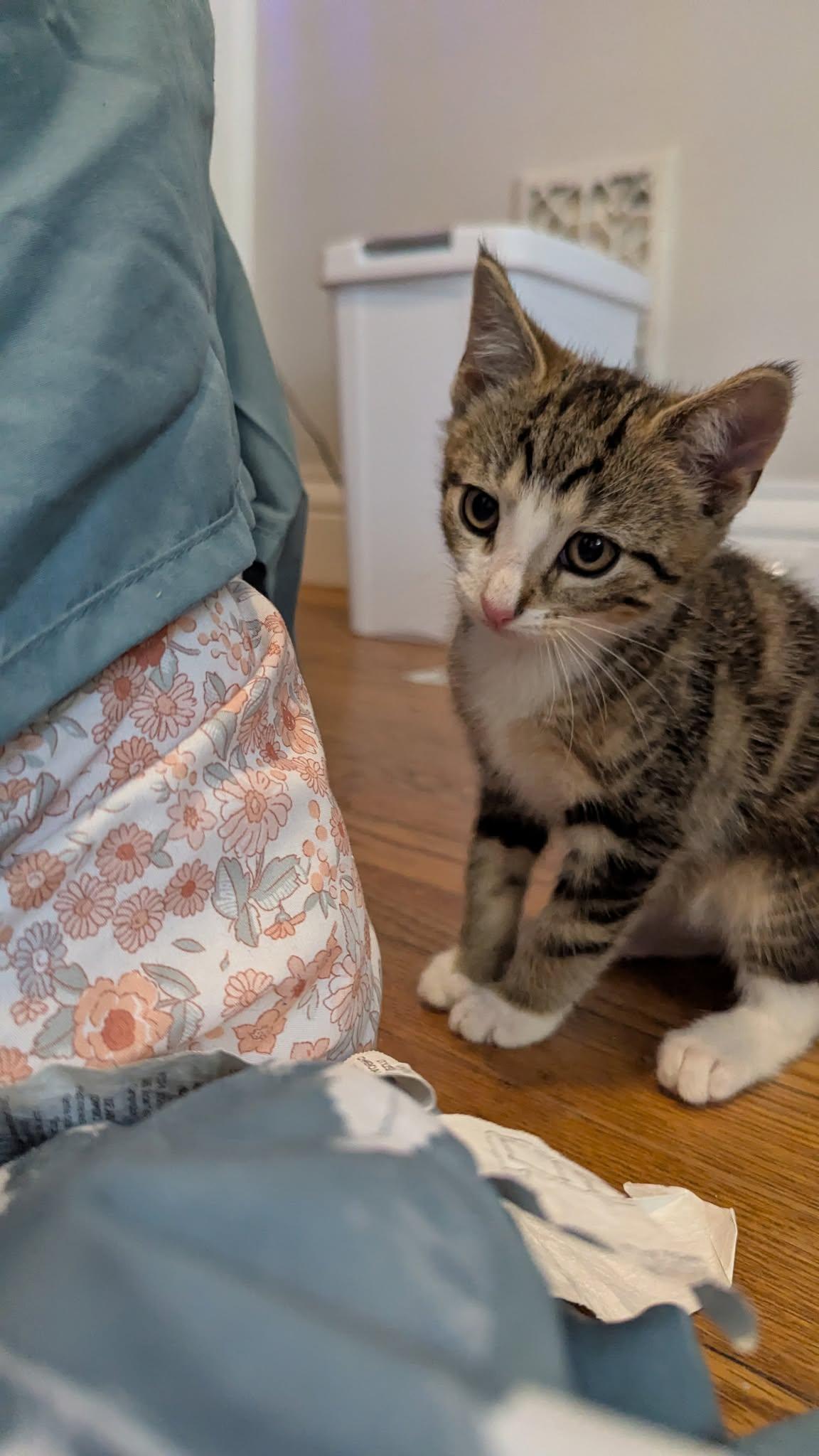 Enlarge Cosmo, a ADOPTABLE Domestic Short Hair in Rochester, NY image 5/5