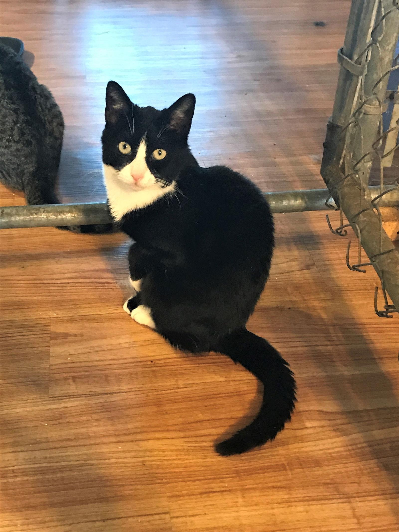 Abby, Adoptable, Adult Female Tuxedo & Domestic Short Hair.