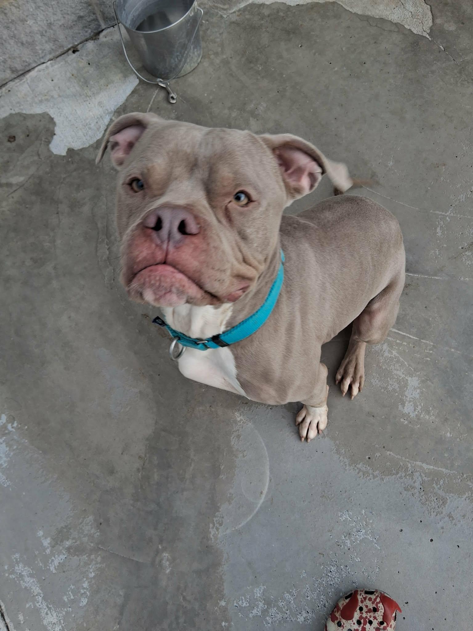 Chungo, ADOPTABLE, Adult Male Mixed Breed.