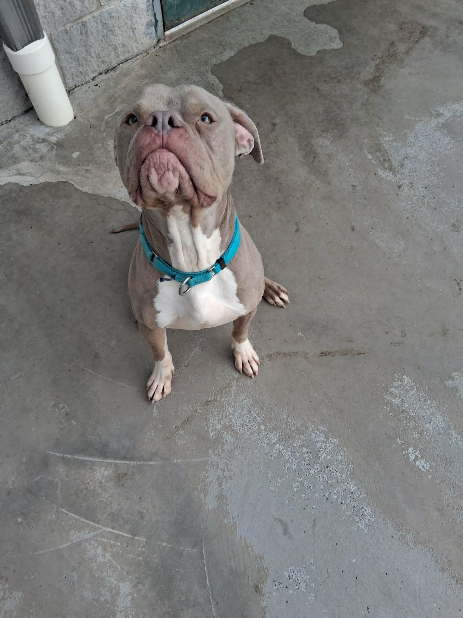 Enlarge Chungo, a ADOPTABLE Mixed Breed in Berryville, VA image 3/4