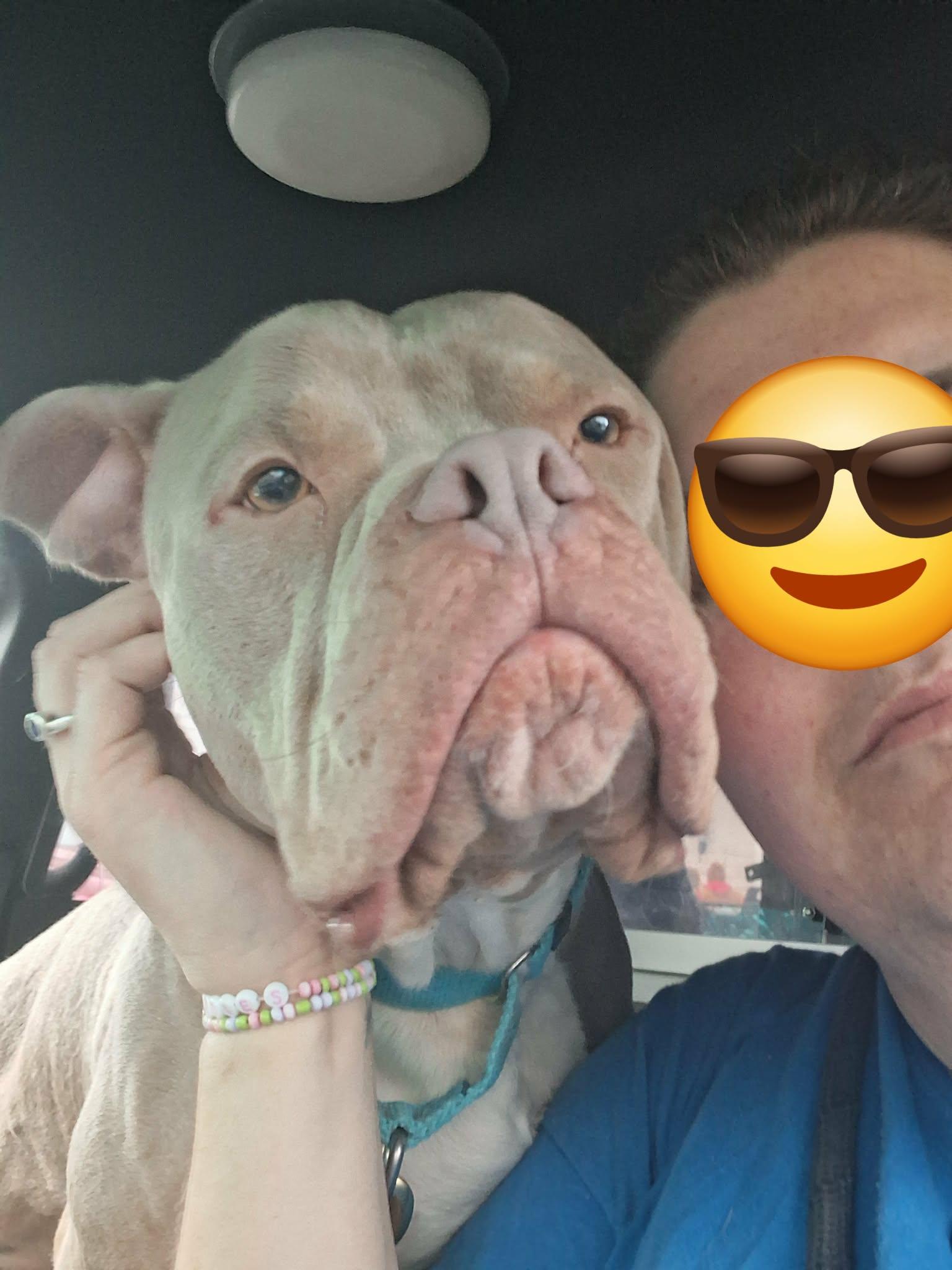 Enlarge Chungo, a ADOPTABLE Mixed Breed in Berryville, VA image 1/4