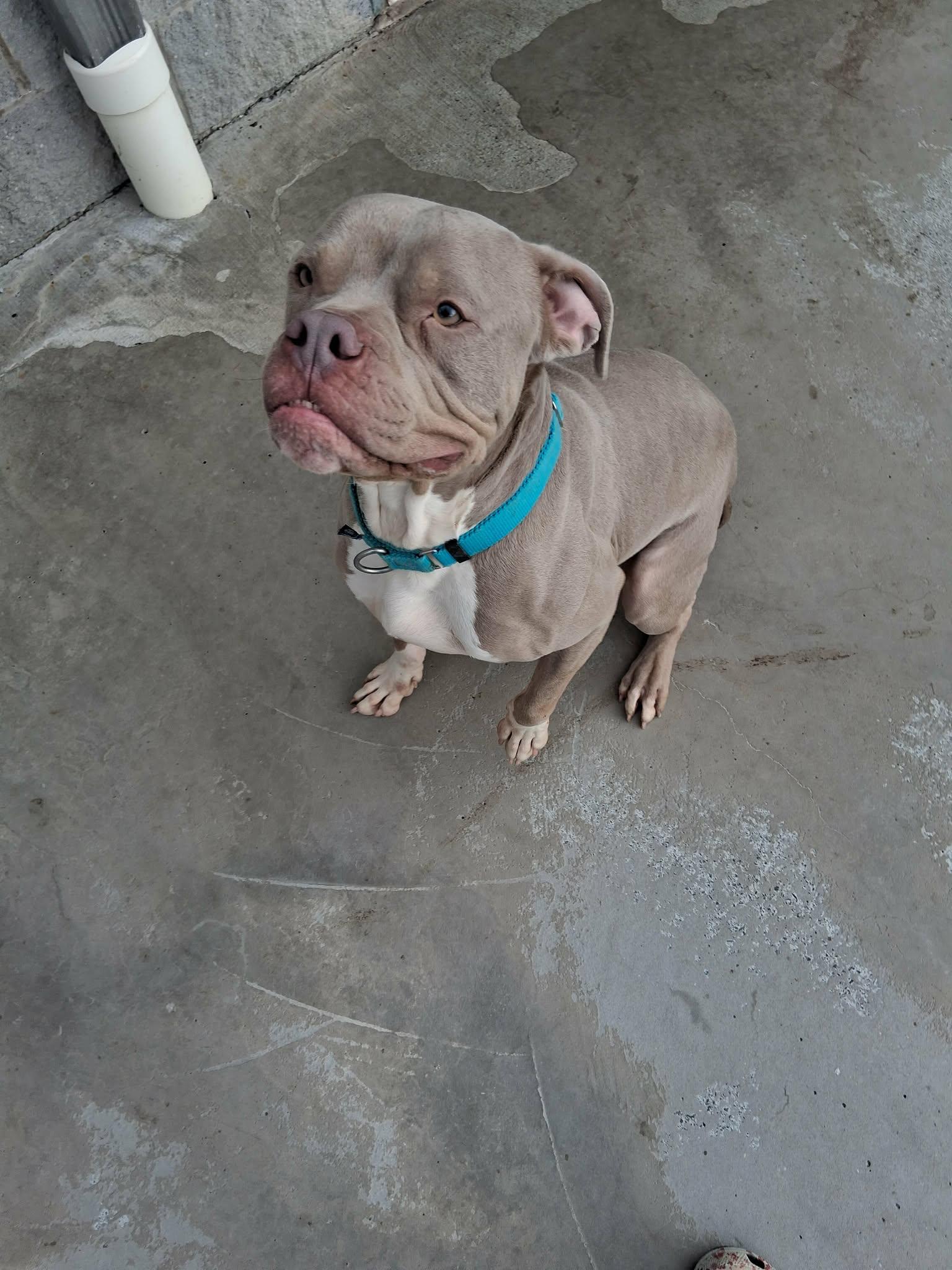 Enlarge Chungo, a ADOPTABLE Mixed Breed in Berryville, VA image 4/4