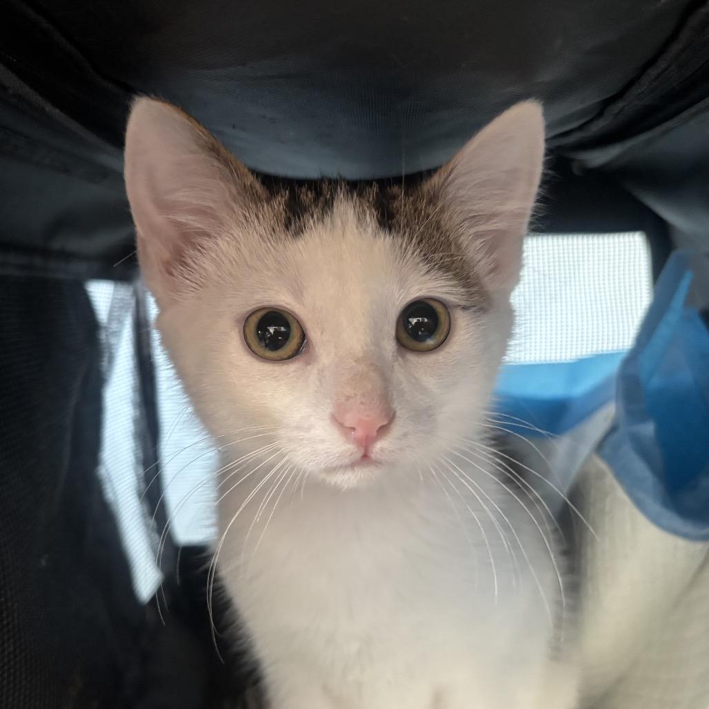 Gin fizz, Adoptable, Kitten Male Domestic Short Hair.