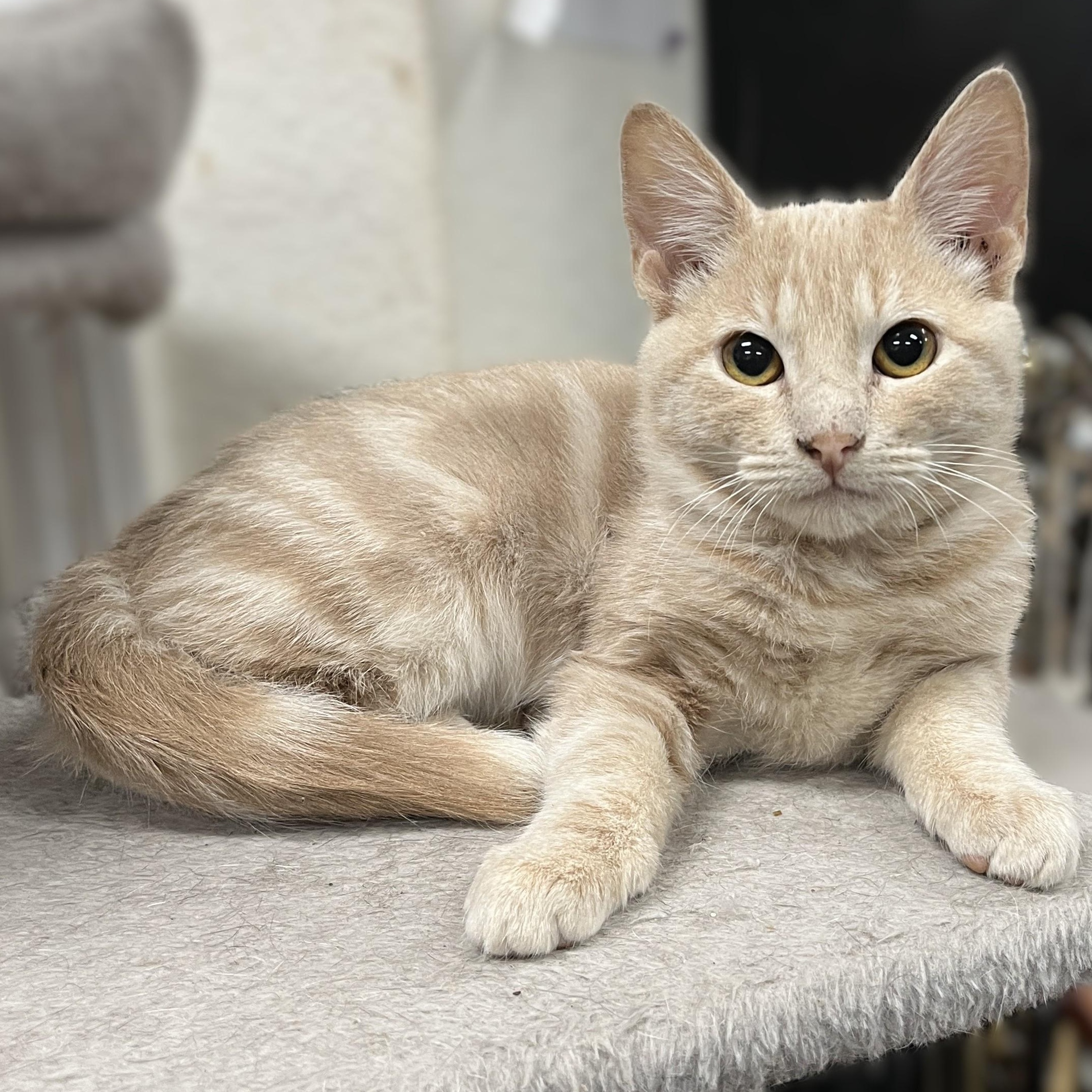 Chester, Adoptable, Kitten Male Domestic Short Hair.