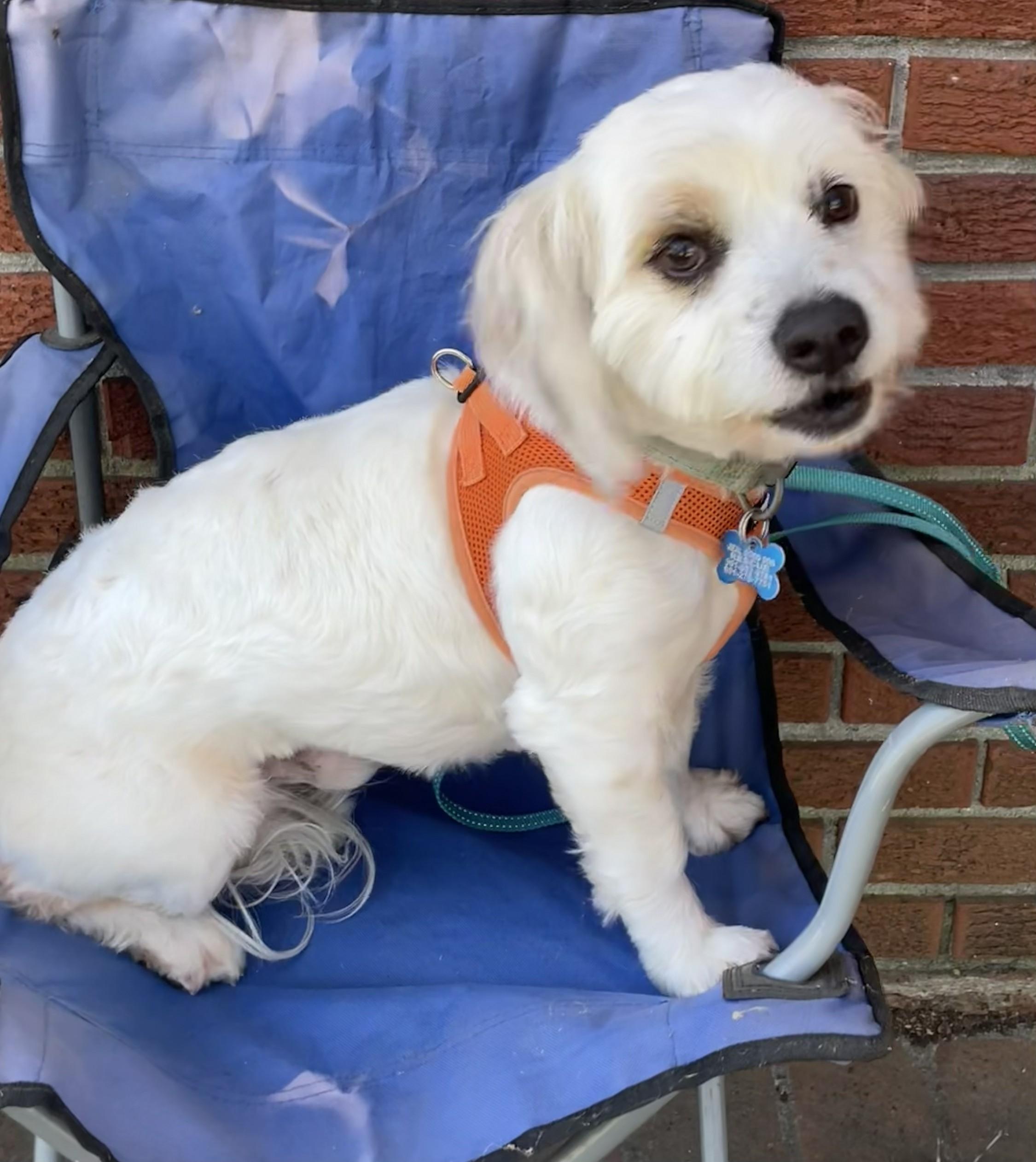 Enlarge Royce, a ADOPTABLE Havanese in Memphis, TN image 6/6