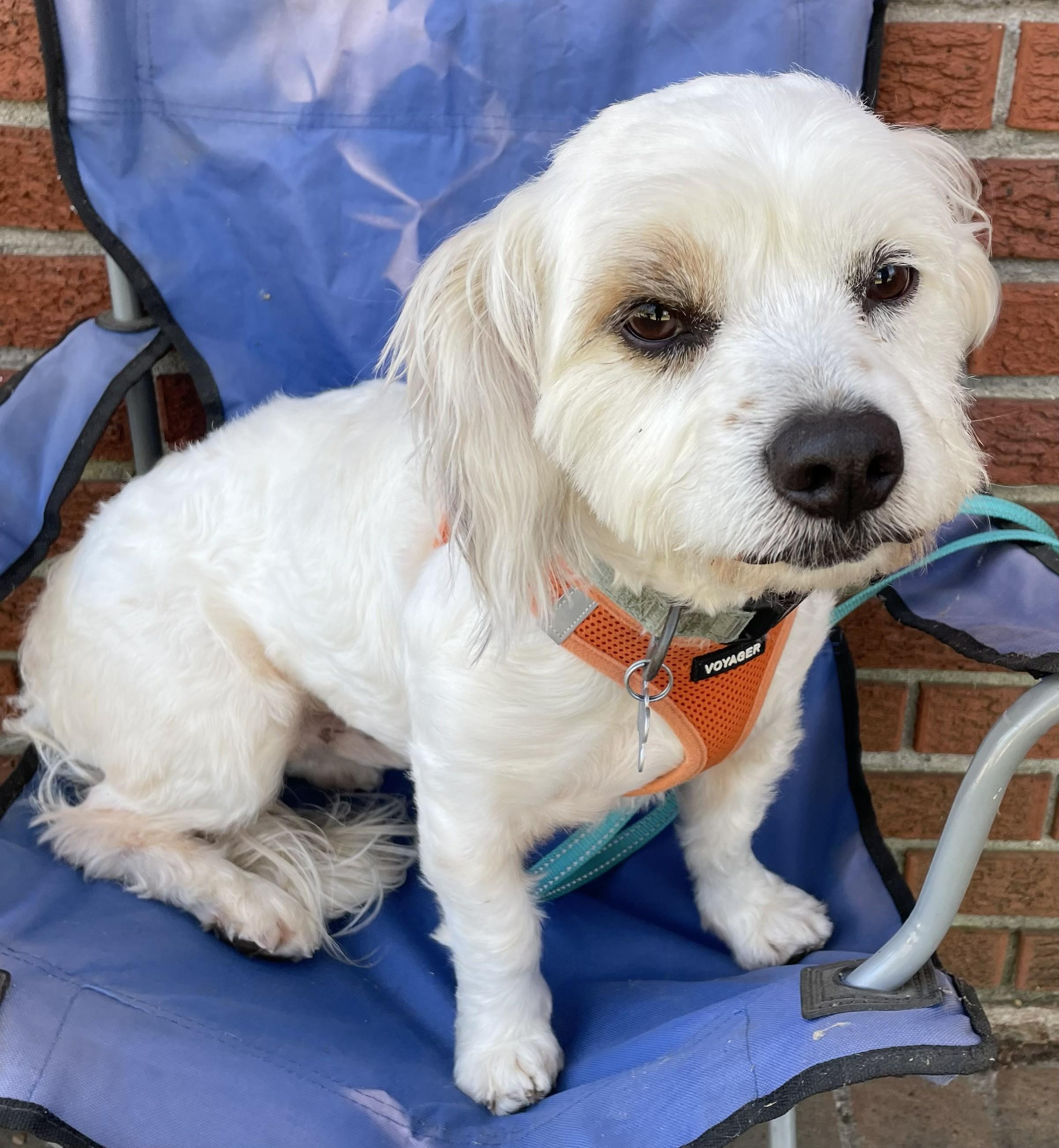 Enlarge Royce, a ADOPTABLE Havanese in Memphis, TN image 5/6