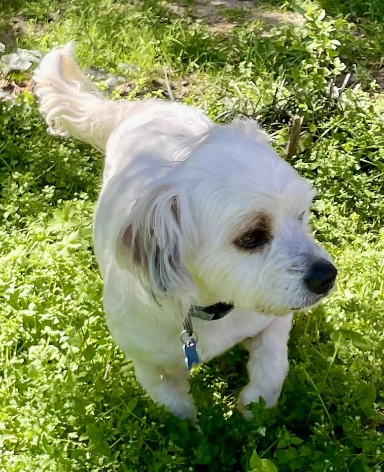Enlarge Royce, a ADOPTABLE Havanese in Memphis, TN image 3/6