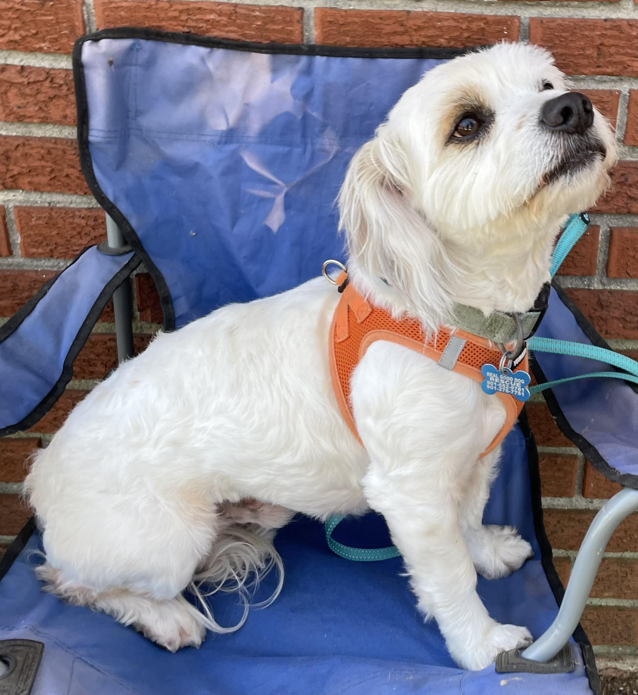 Enlarge Royce, a ADOPTABLE Havanese in Memphis, TN image 4/6