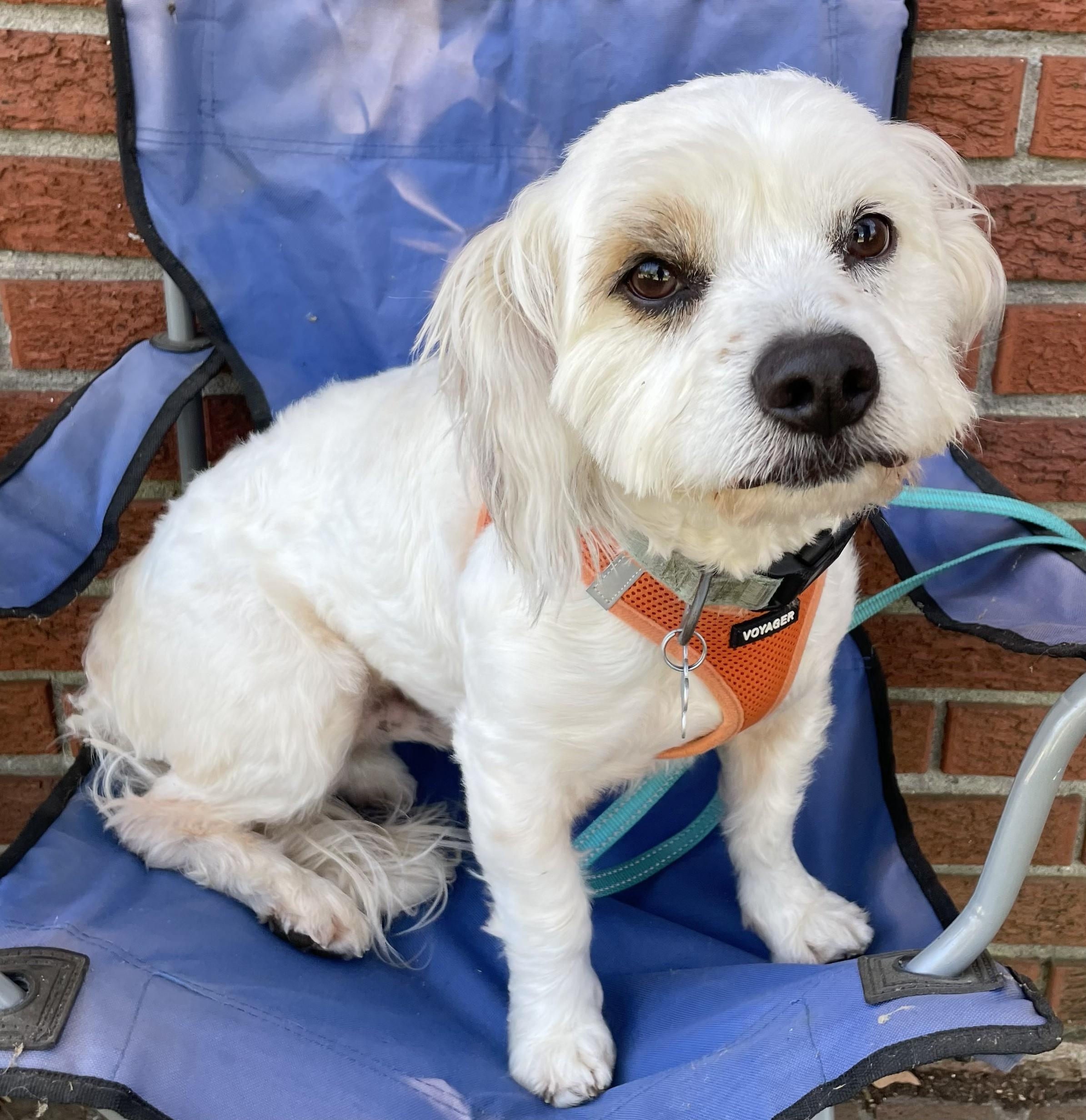 Royce, ADOPTABLE, Adult Male Havanese.