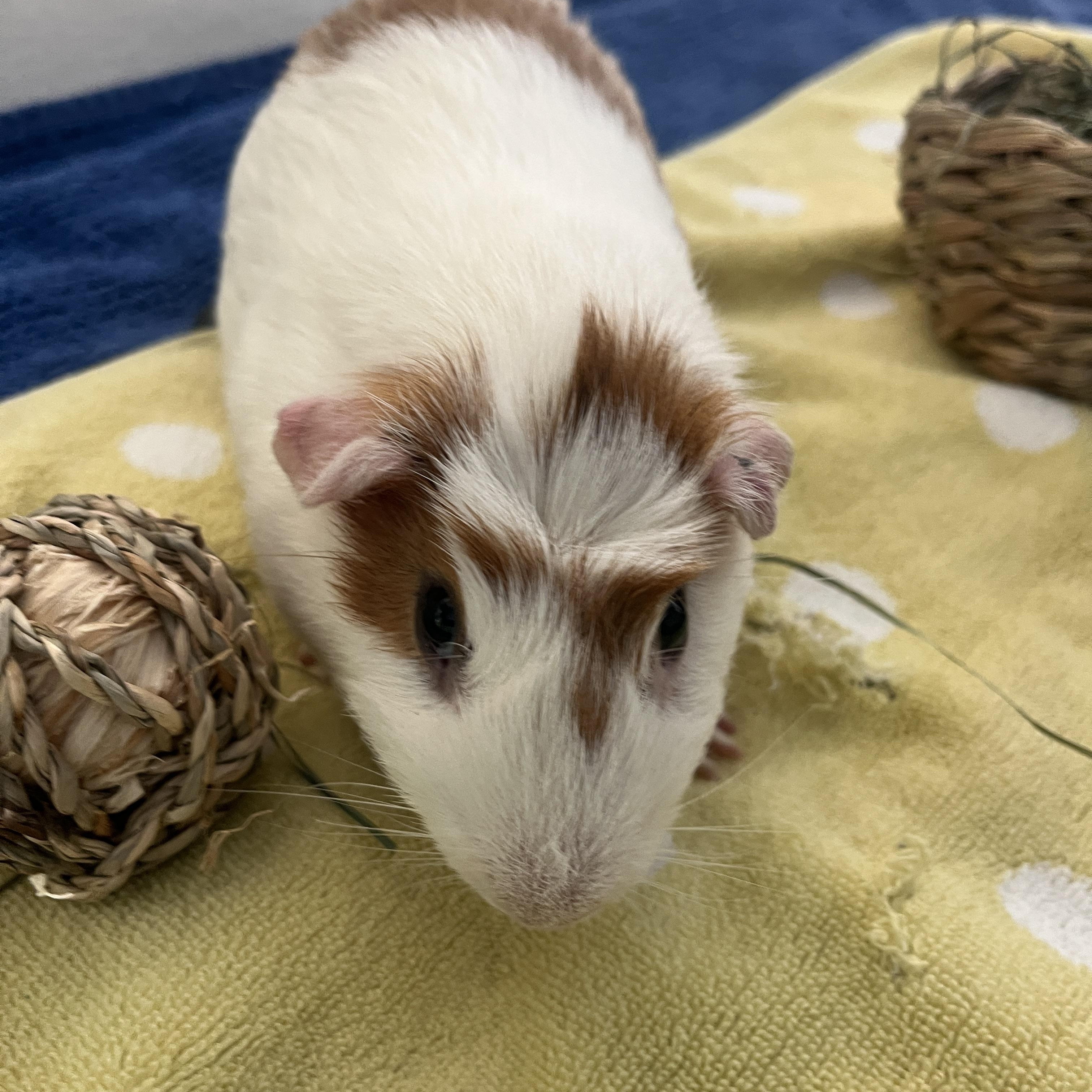 Oliver, ADOPTABLE, Young Male Guinea Pig.