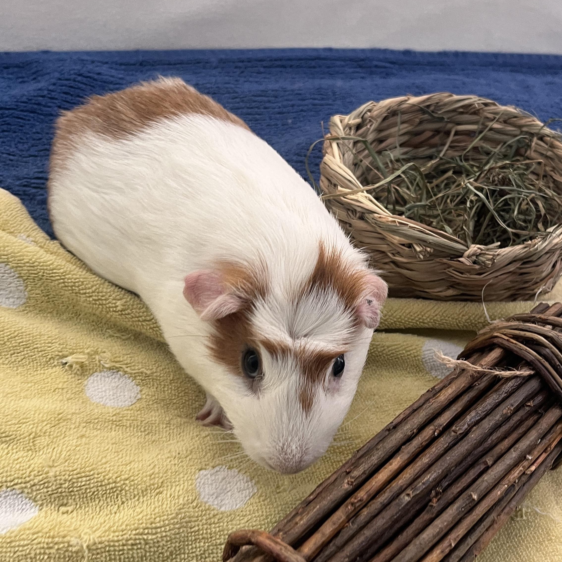 Enlarge Oliver, a ADOPTABLE Guinea Pig in Oakland, CA image 5/6