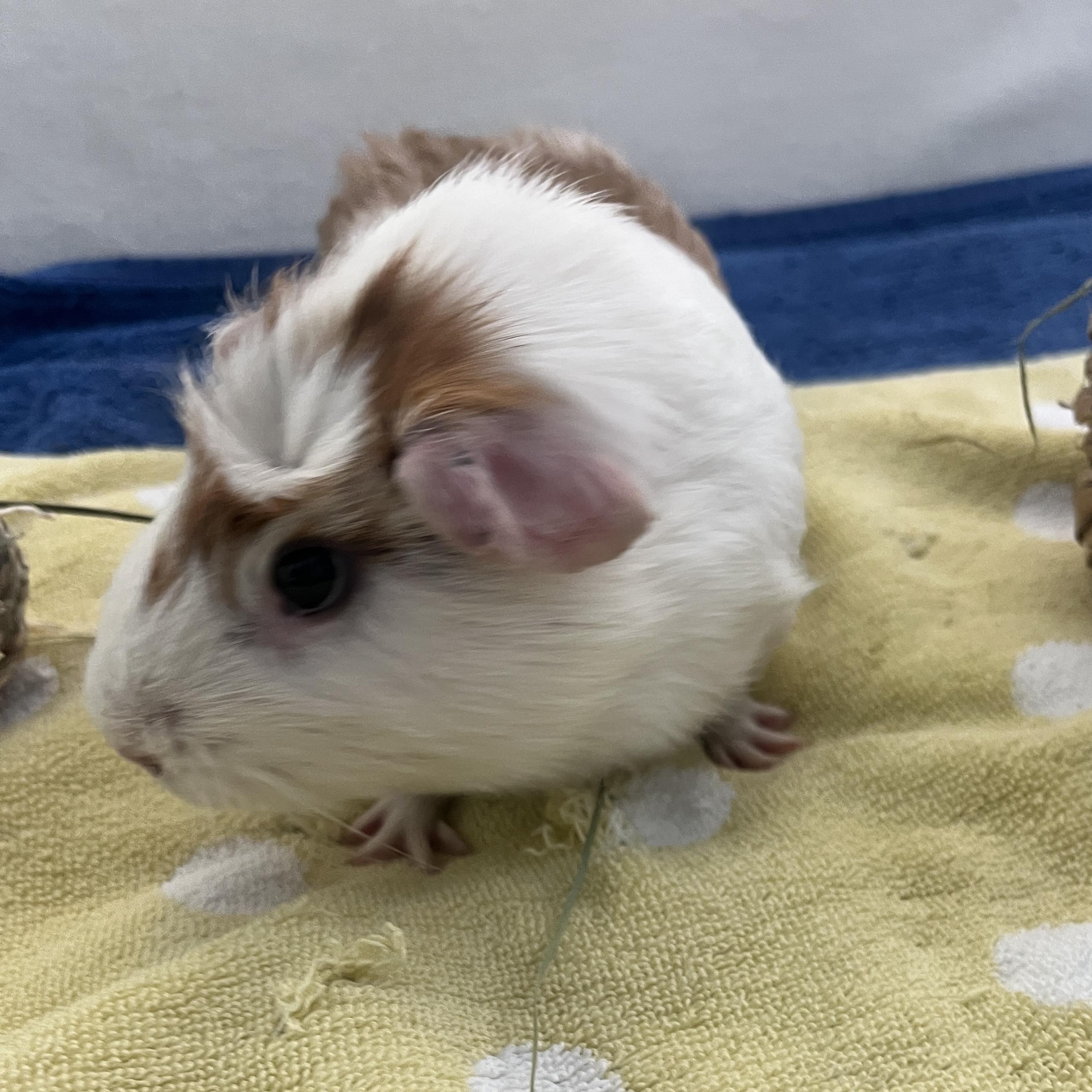 Enlarge Oliver, a ADOPTABLE Guinea Pig in Oakland, CA image 2/6