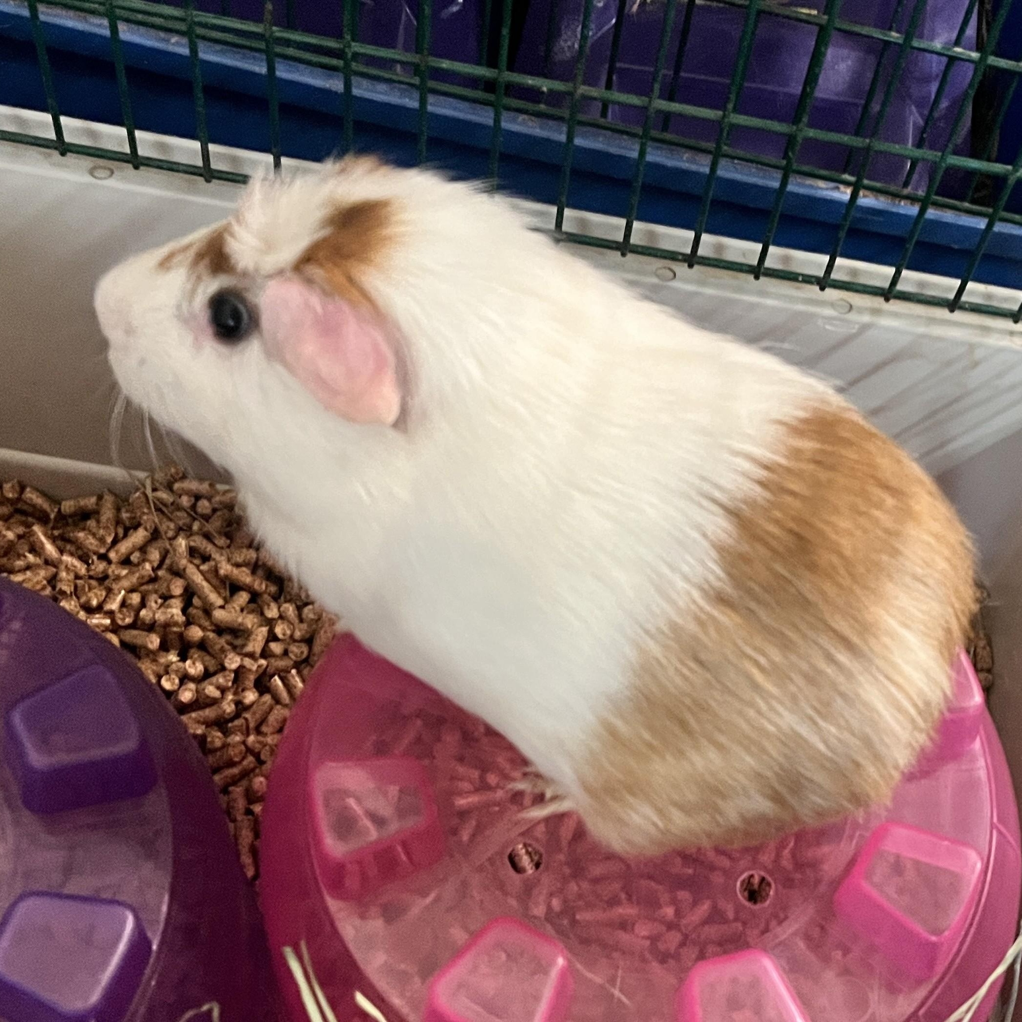 Enlarge Oliver, a ADOPTABLE Guinea Pig in Oakland, CA image 3/6
