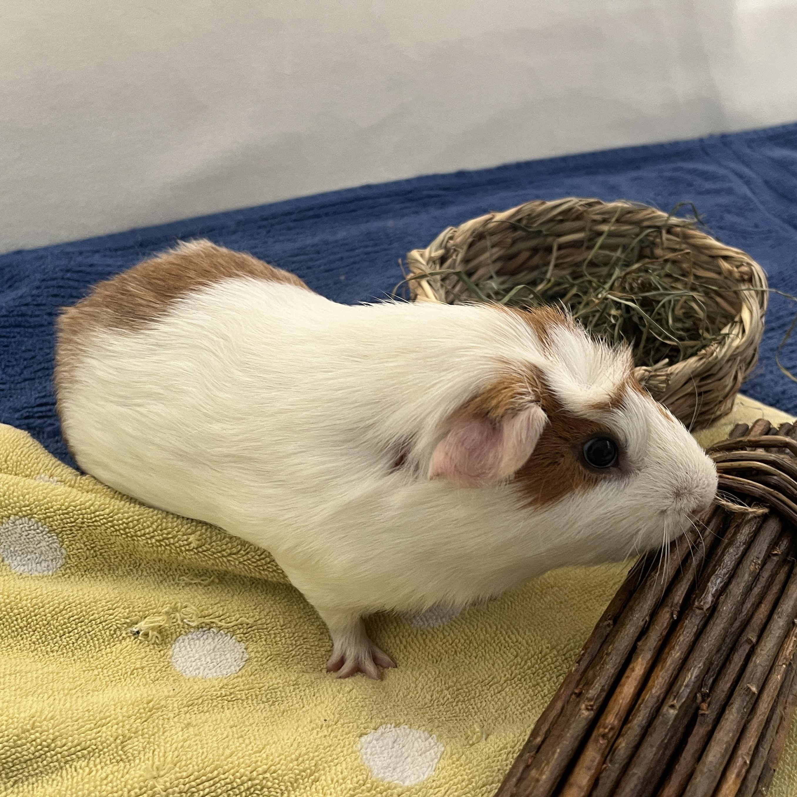 Enlarge Oliver, a ADOPTABLE Guinea Pig in Oakland, CA image 4/6
