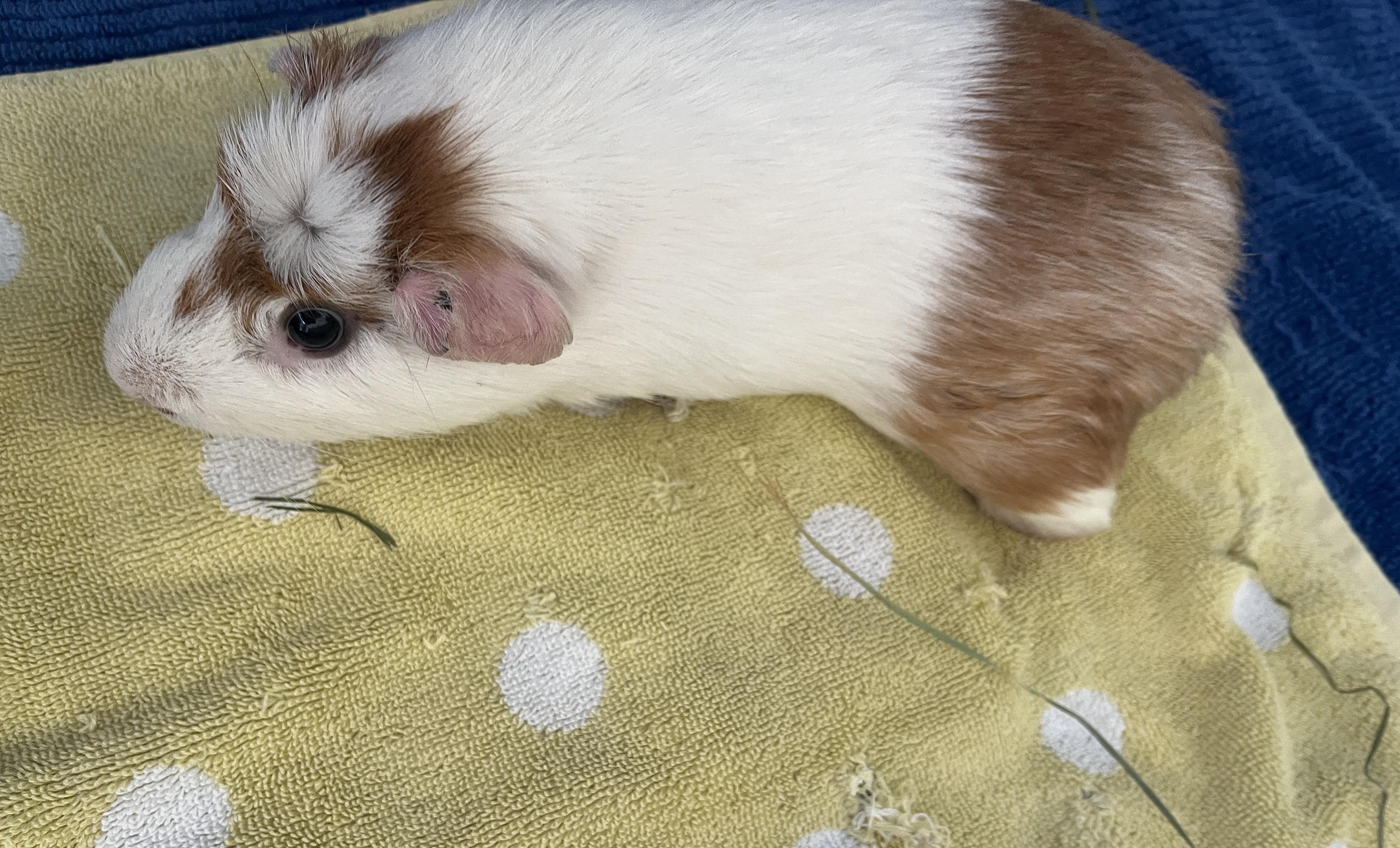 Enlarge Oliver, a ADOPTABLE Guinea Pig in Oakland, CA image 6/6
