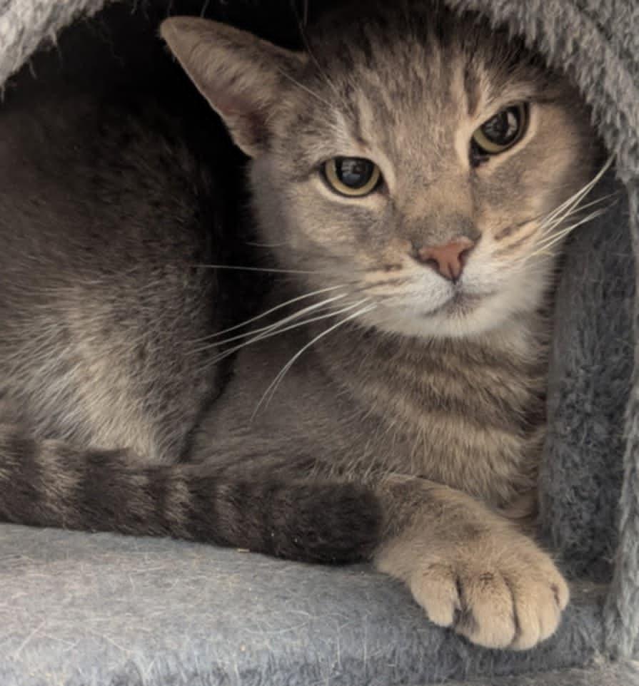 Enlarge Dolly, a Adoptable Tabby in Indiana, PA image 1/2