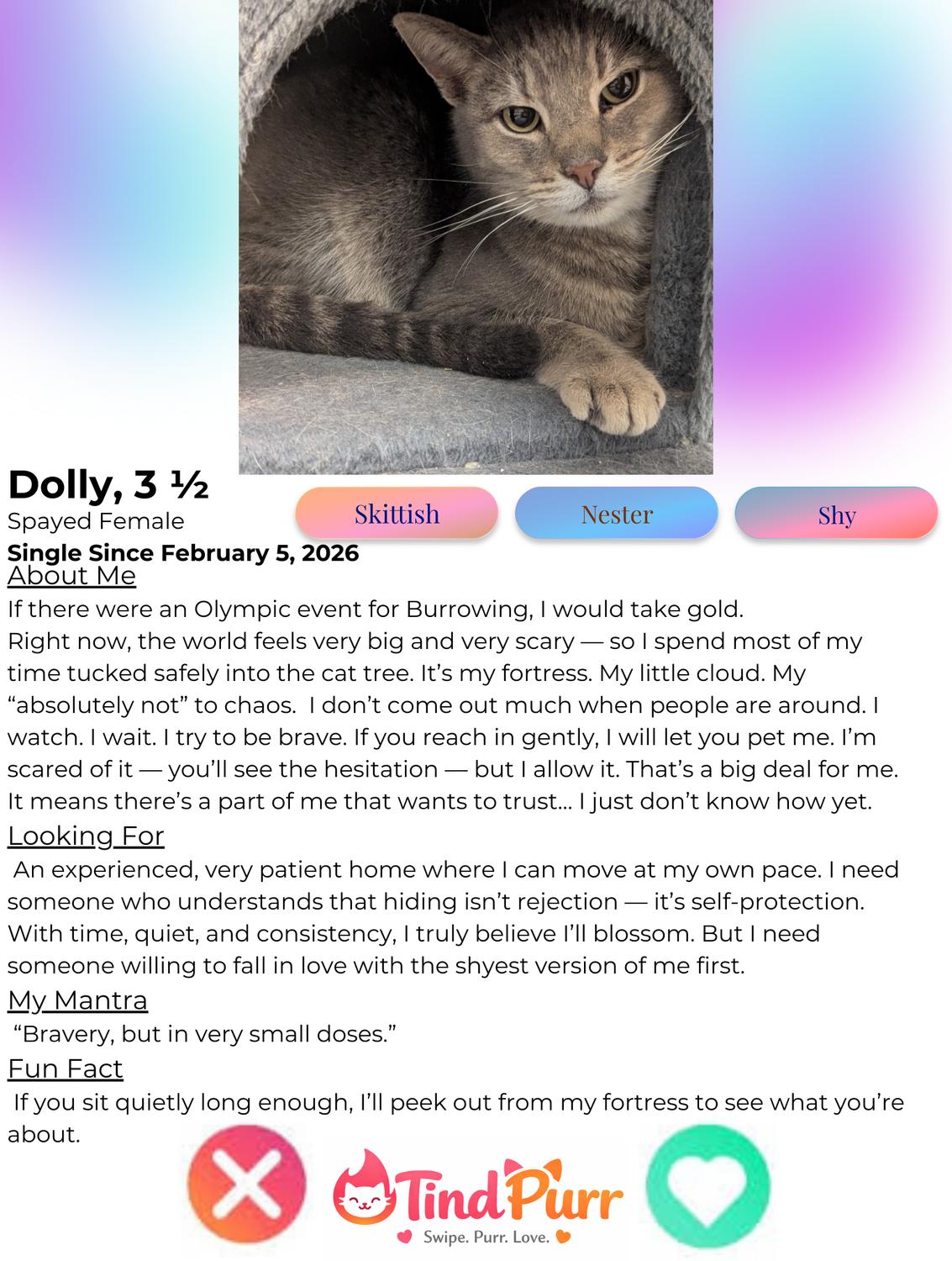 Enlarge Dolly, a Adoptable Tabby in Indiana, PA image 2/2
