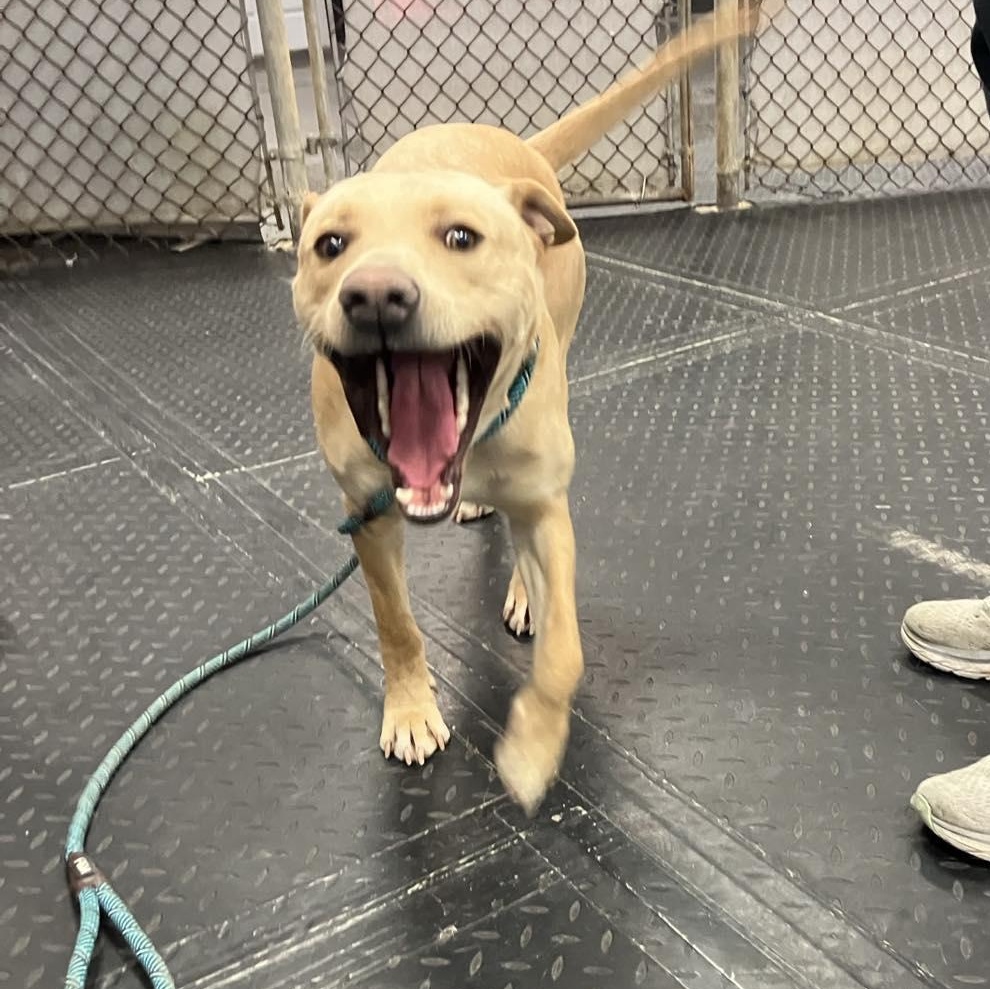 Enlarge Blaze , a ADOPTABLE mixed breed in Plainfield, IL image 2/4