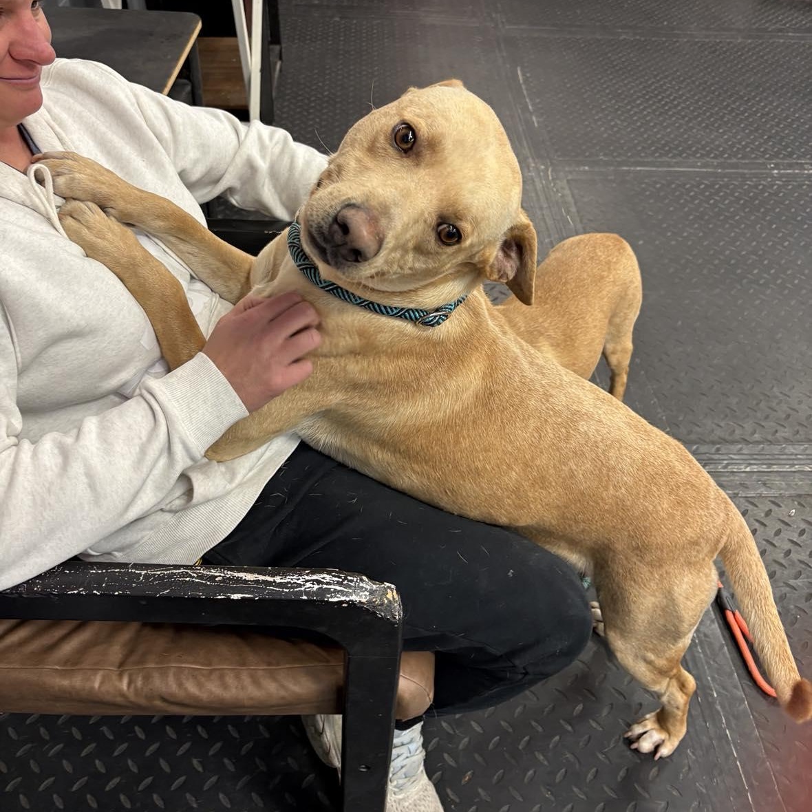 Enlarge Blaze , a ADOPTABLE mixed breed in Plainfield, IL image 3/4